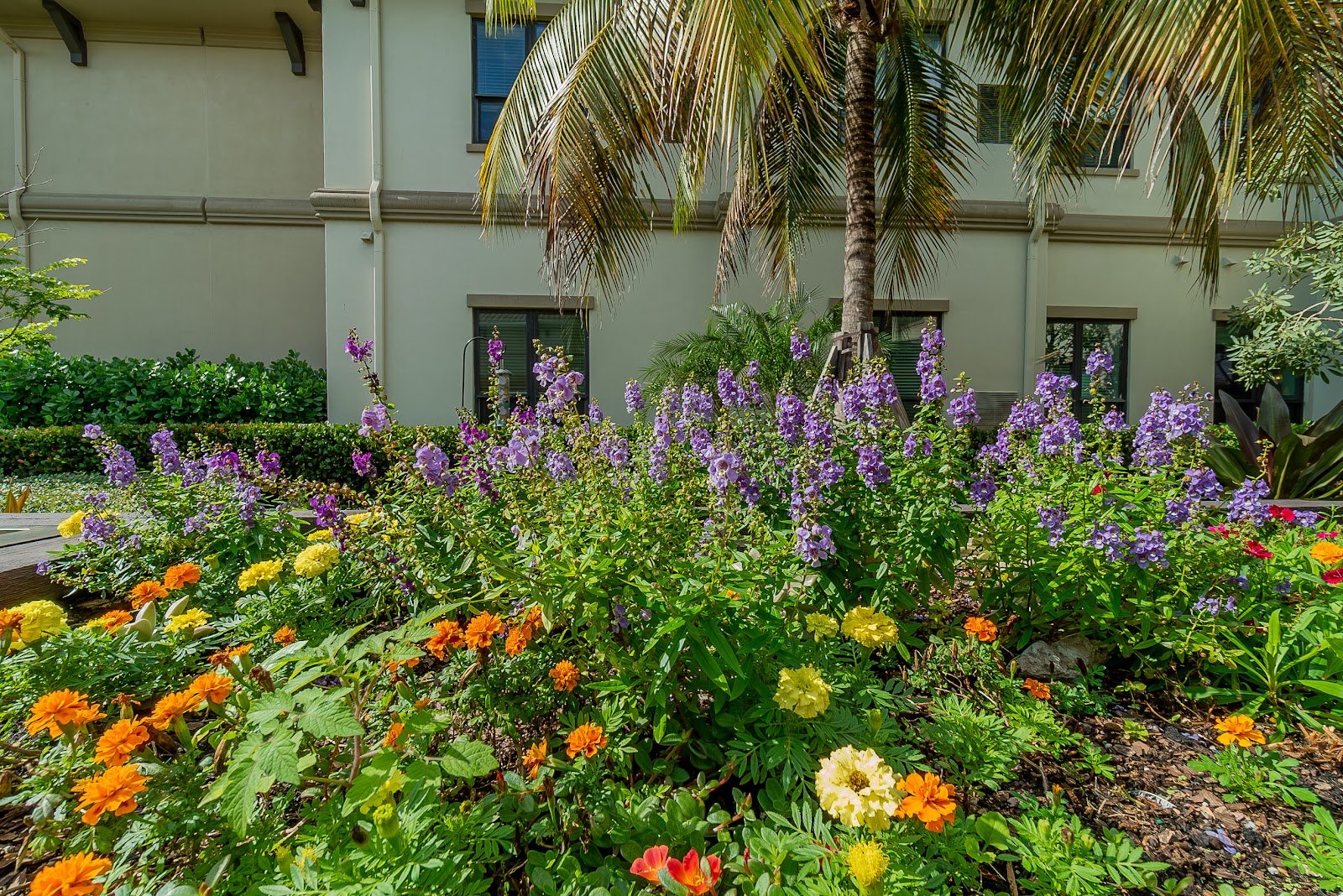 The Capstone at Royal Palm Senior Living