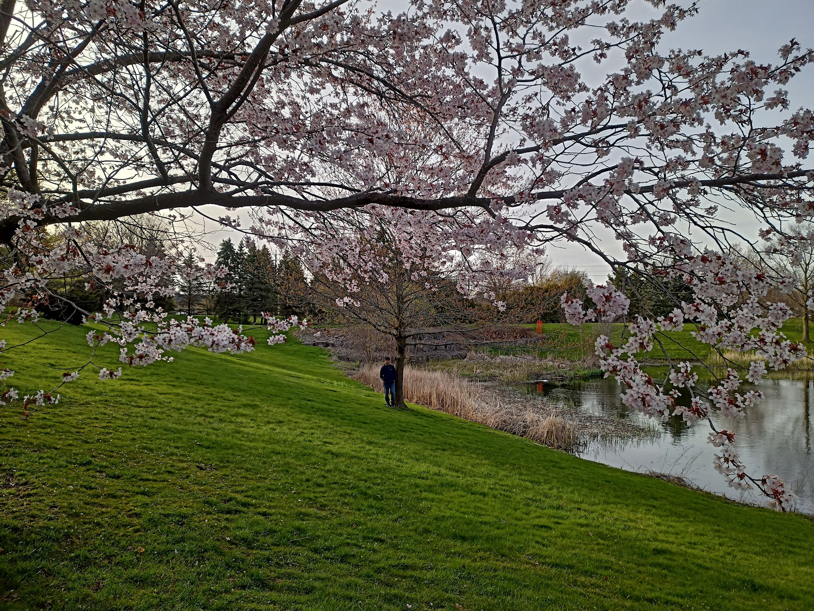 Village by the Arboretum