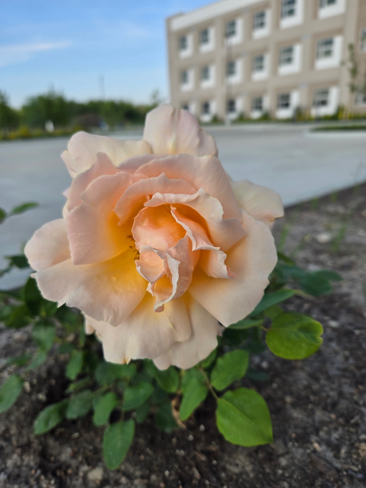 Everspring Assisted Living