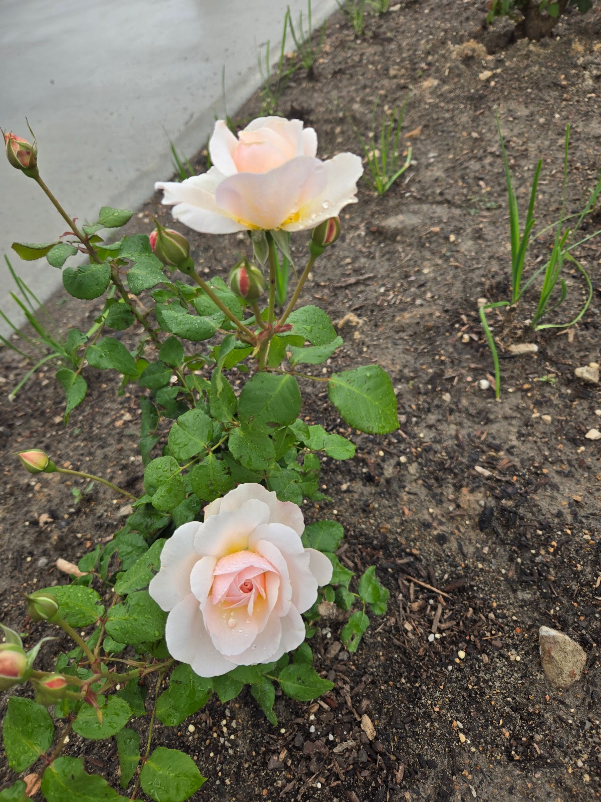 Everspring Assisted Living