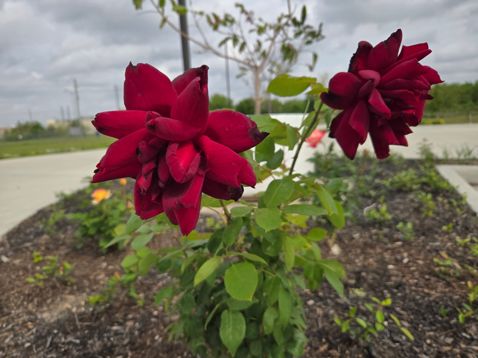 Everspring Assisted Living