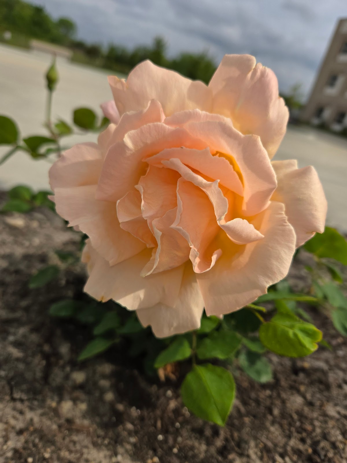 Everspring Assisted Living