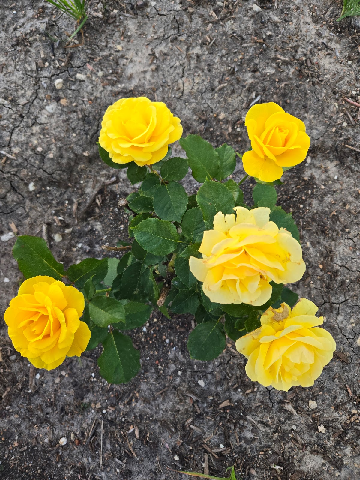 Everspring Assisted Living