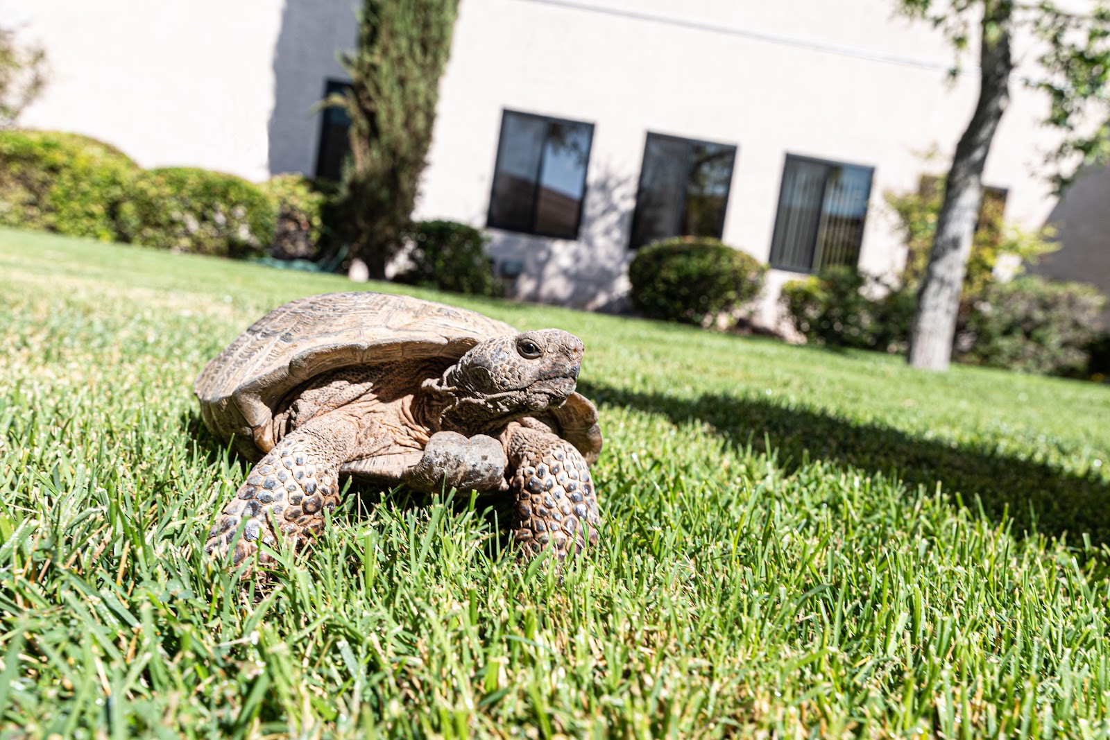 Oasis Nursing & Rehab of Green Valley (Formerly Delmar Gardens)
