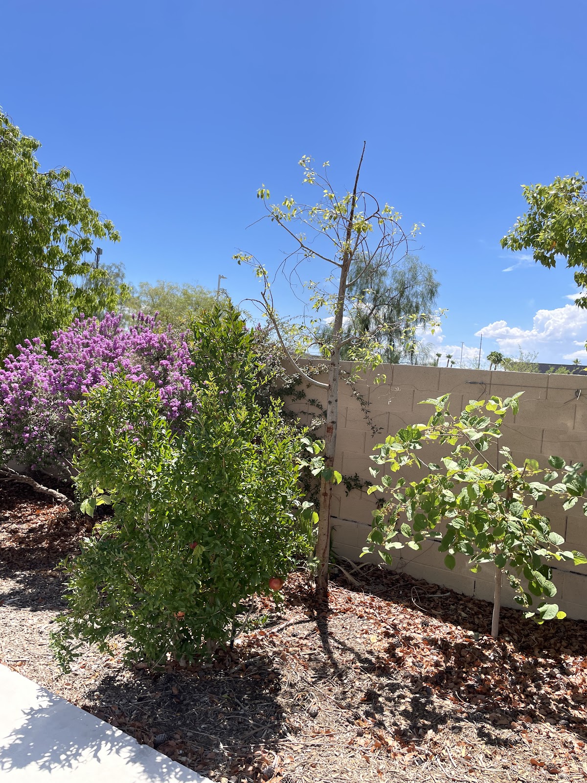 Nevada Memory Care