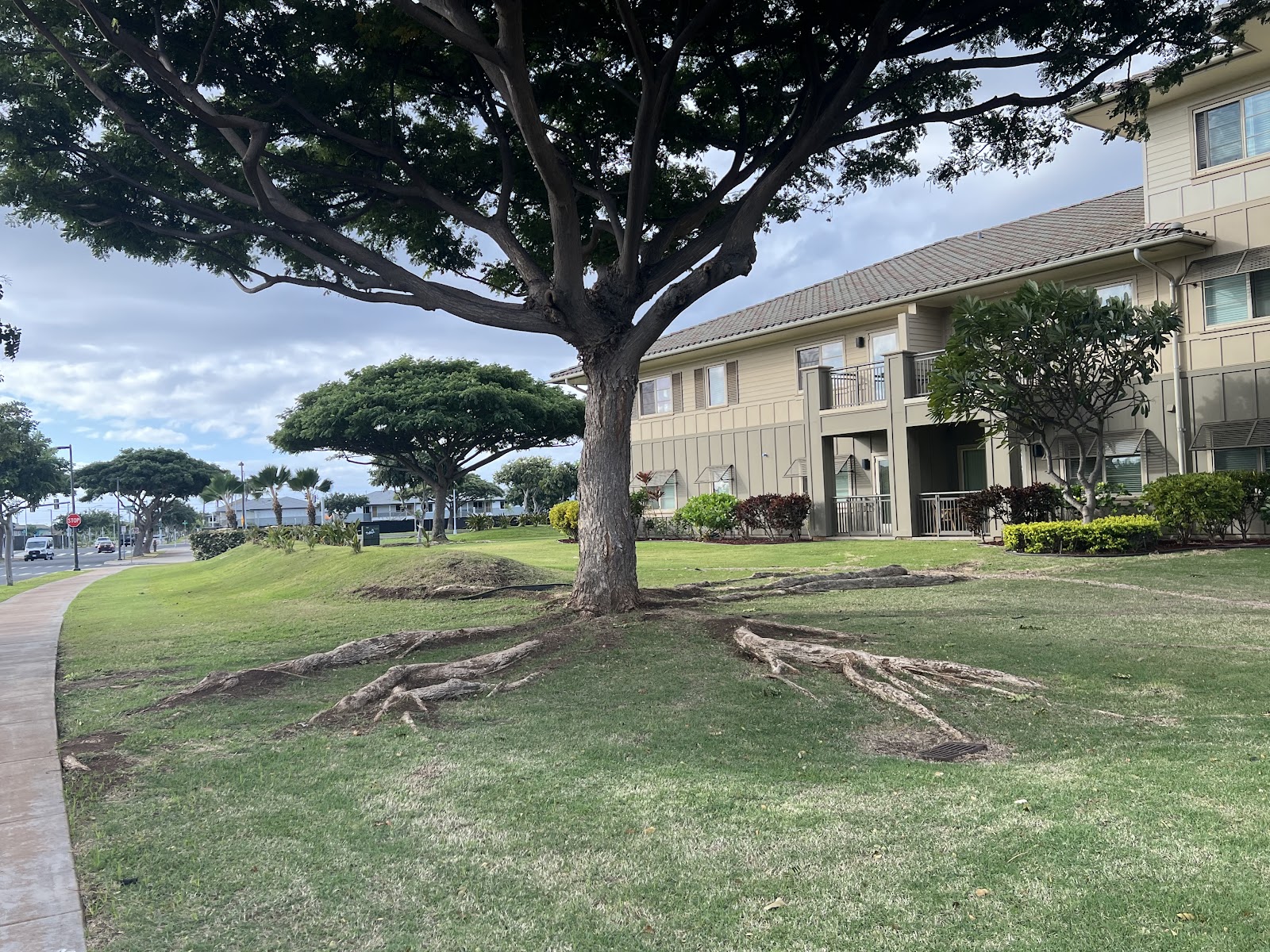 Ilima at Leihano