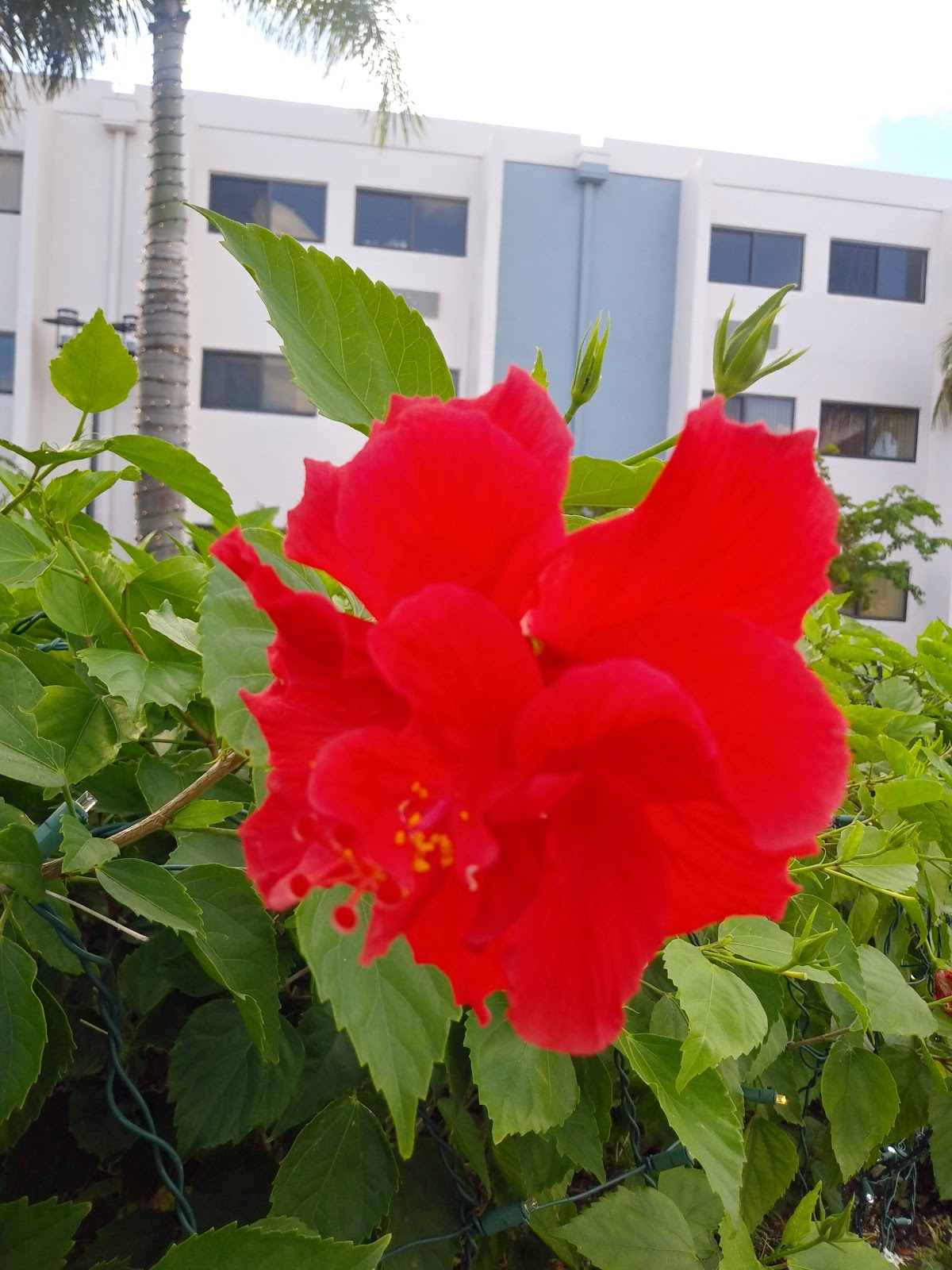 Las Palmas Senior Living