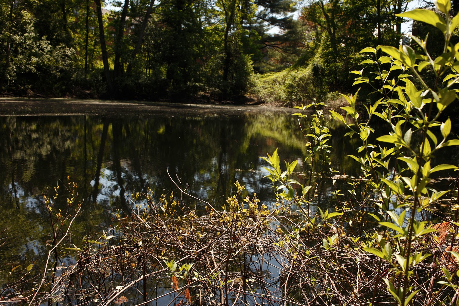 NewBridge on the Charles