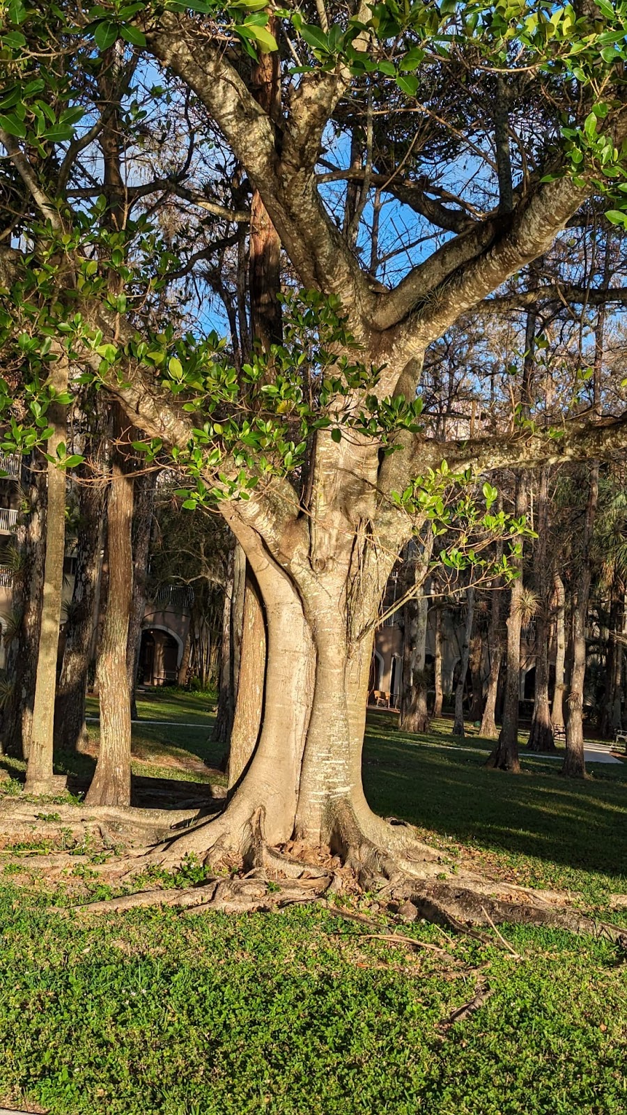 Forest Trace Senior Living