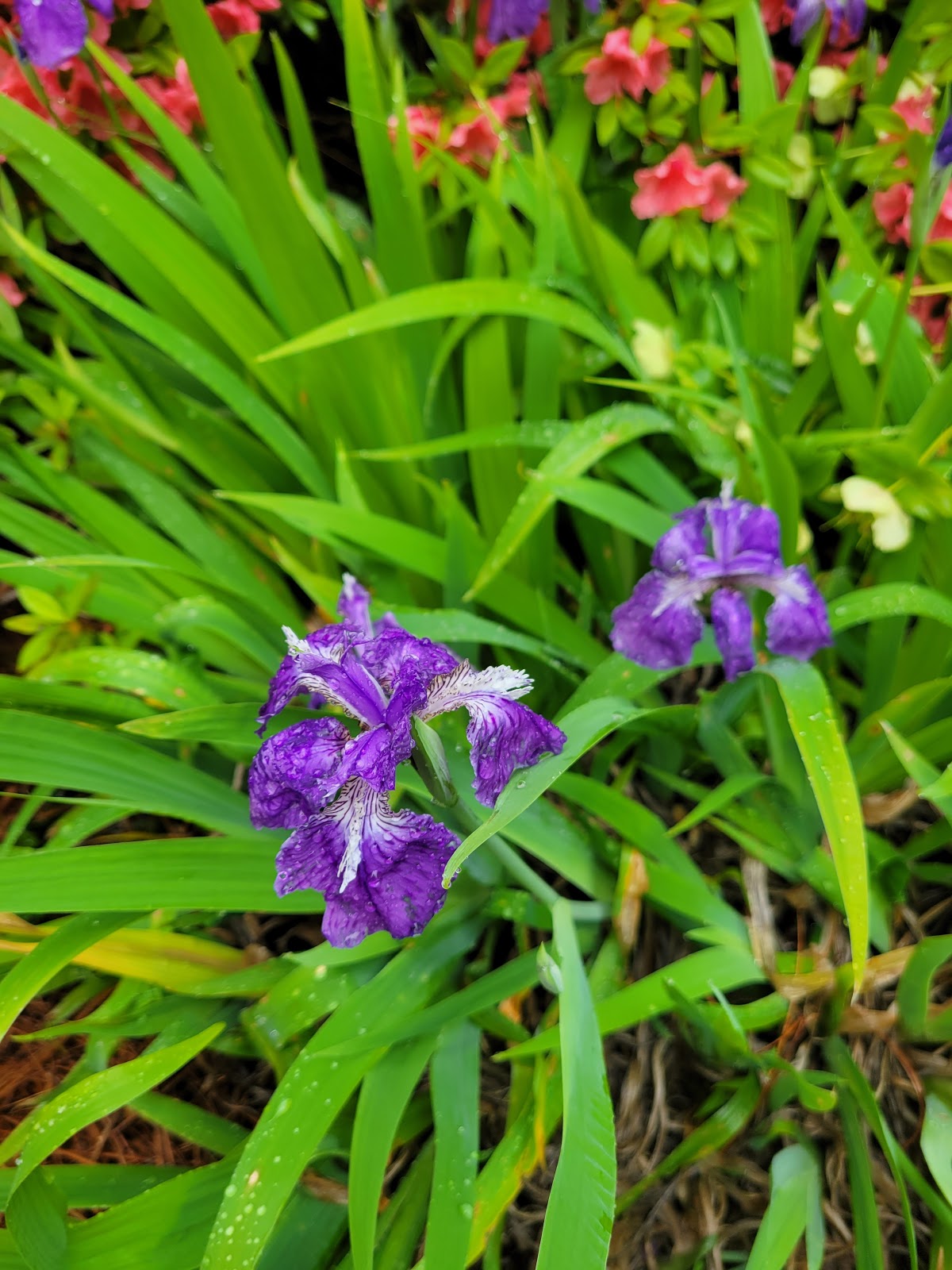 Safe Haven at Lenox Park