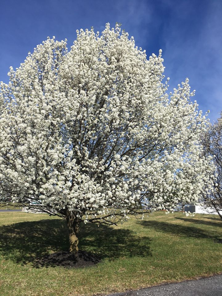 Shenandoah Senior Living