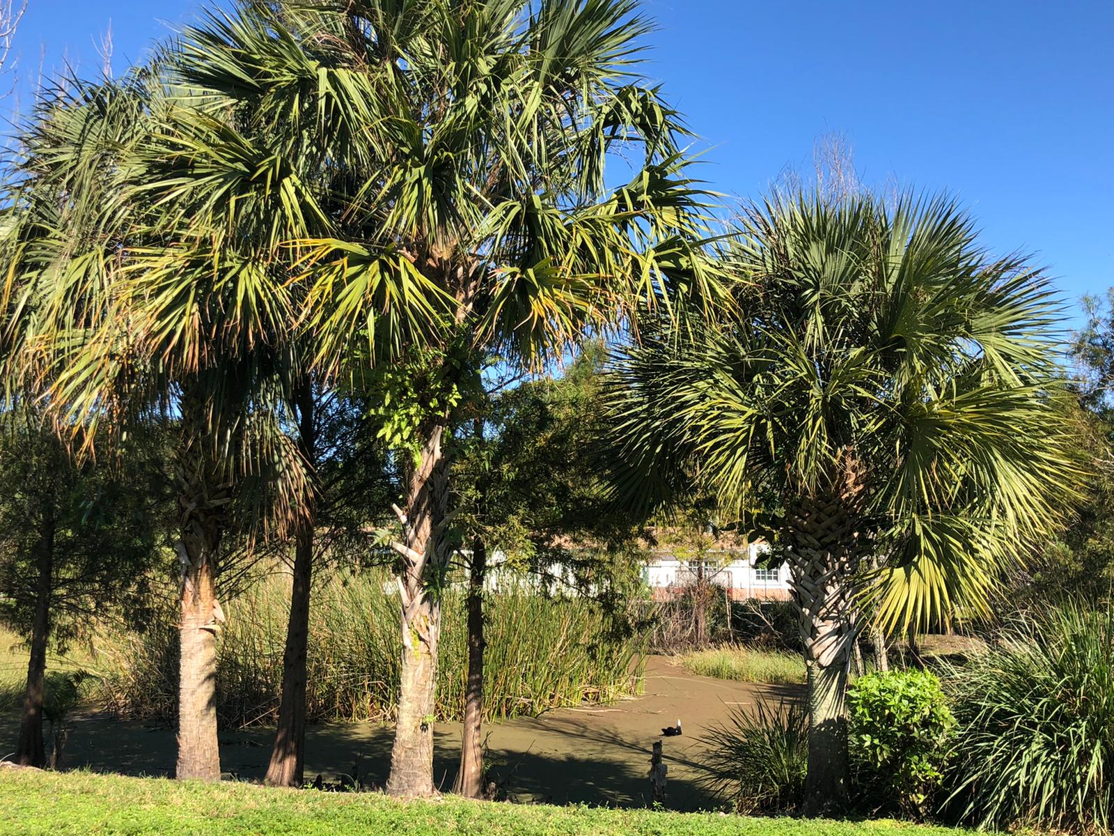 Caring Village of Davie