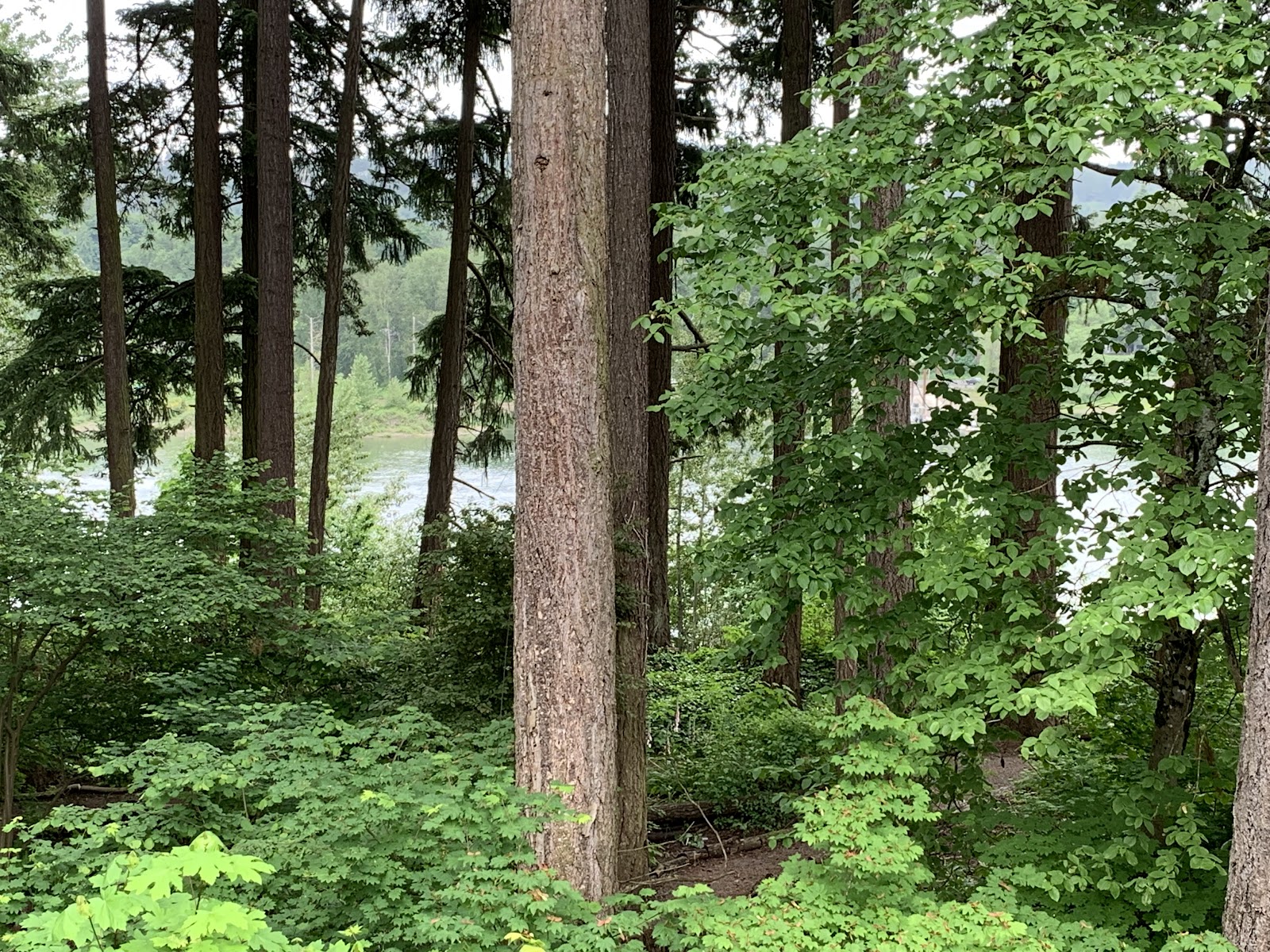 Homewoods On the Willamette