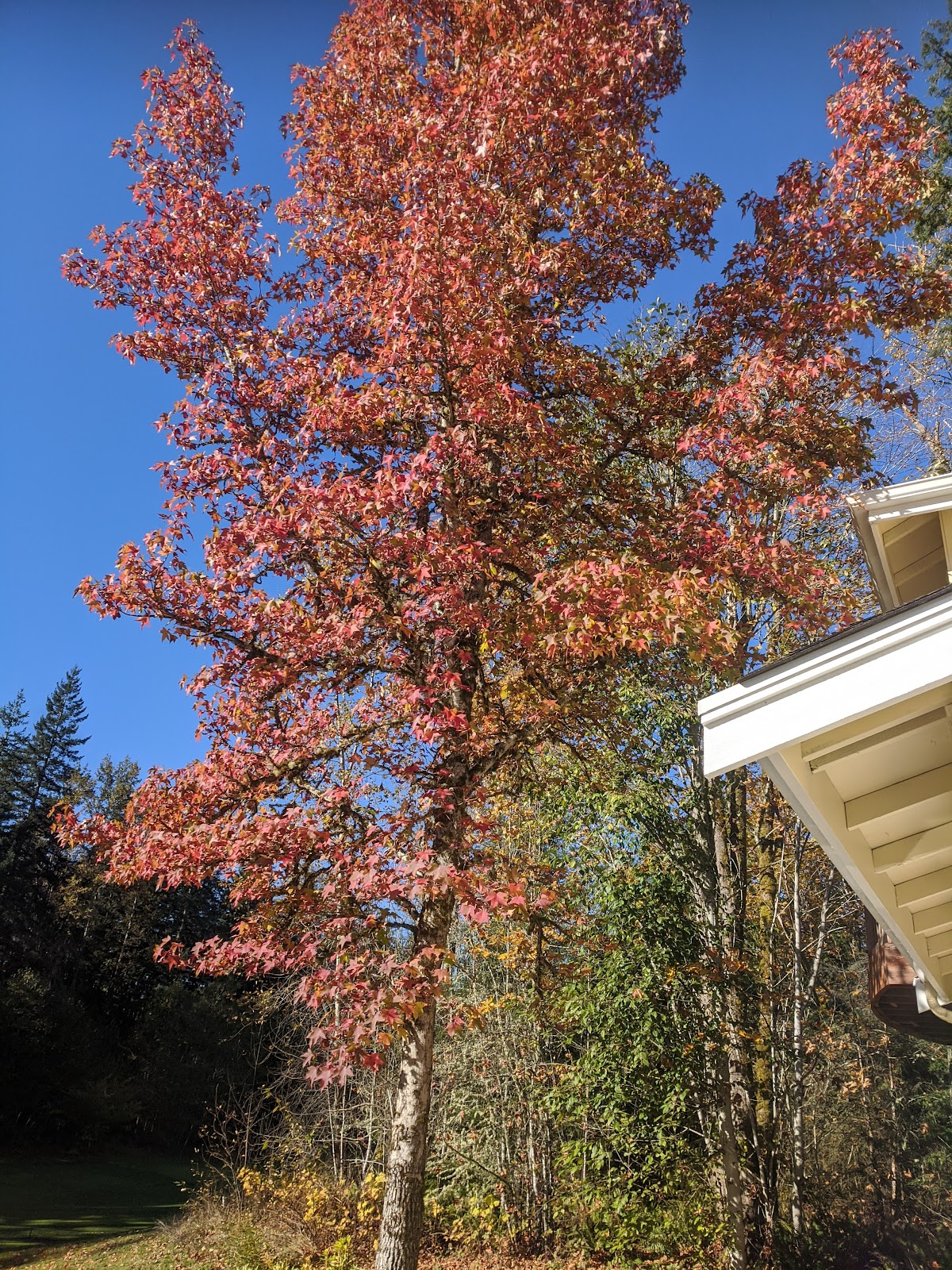 Trilogy at Redmond Ridge