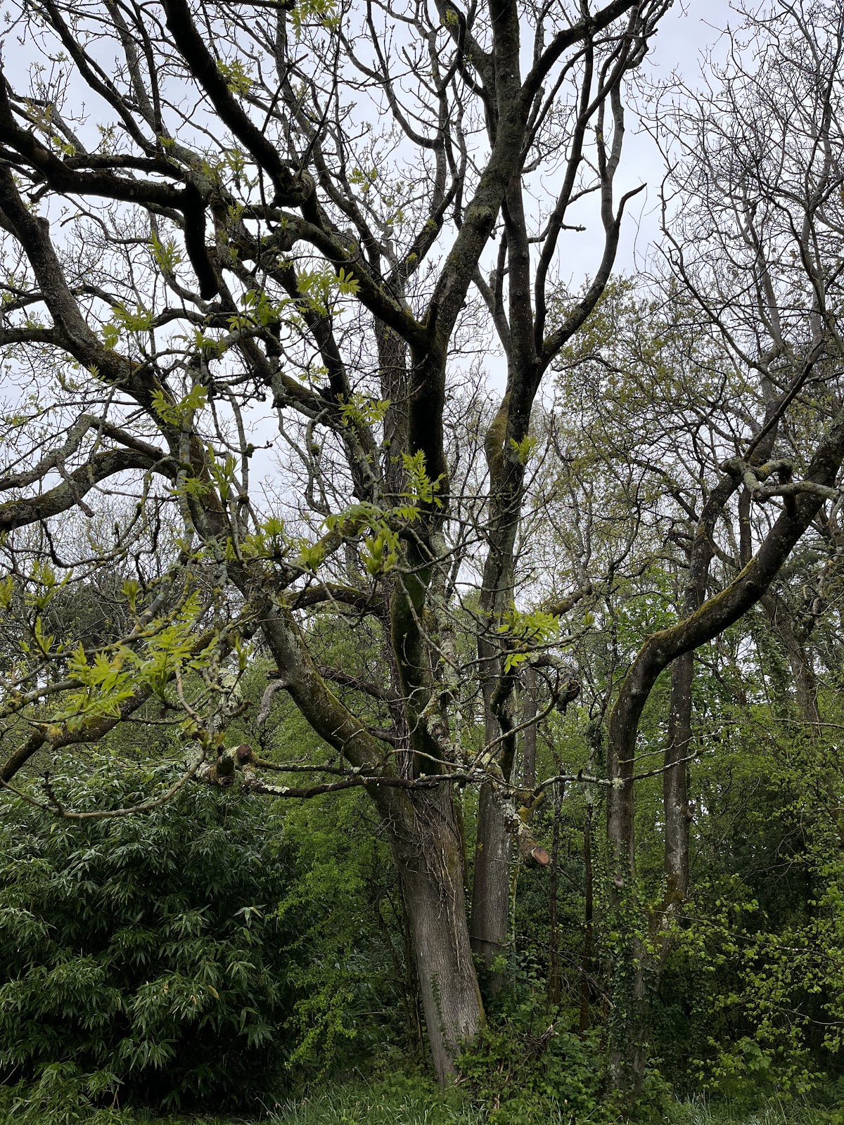 Treborth Botanic Garden