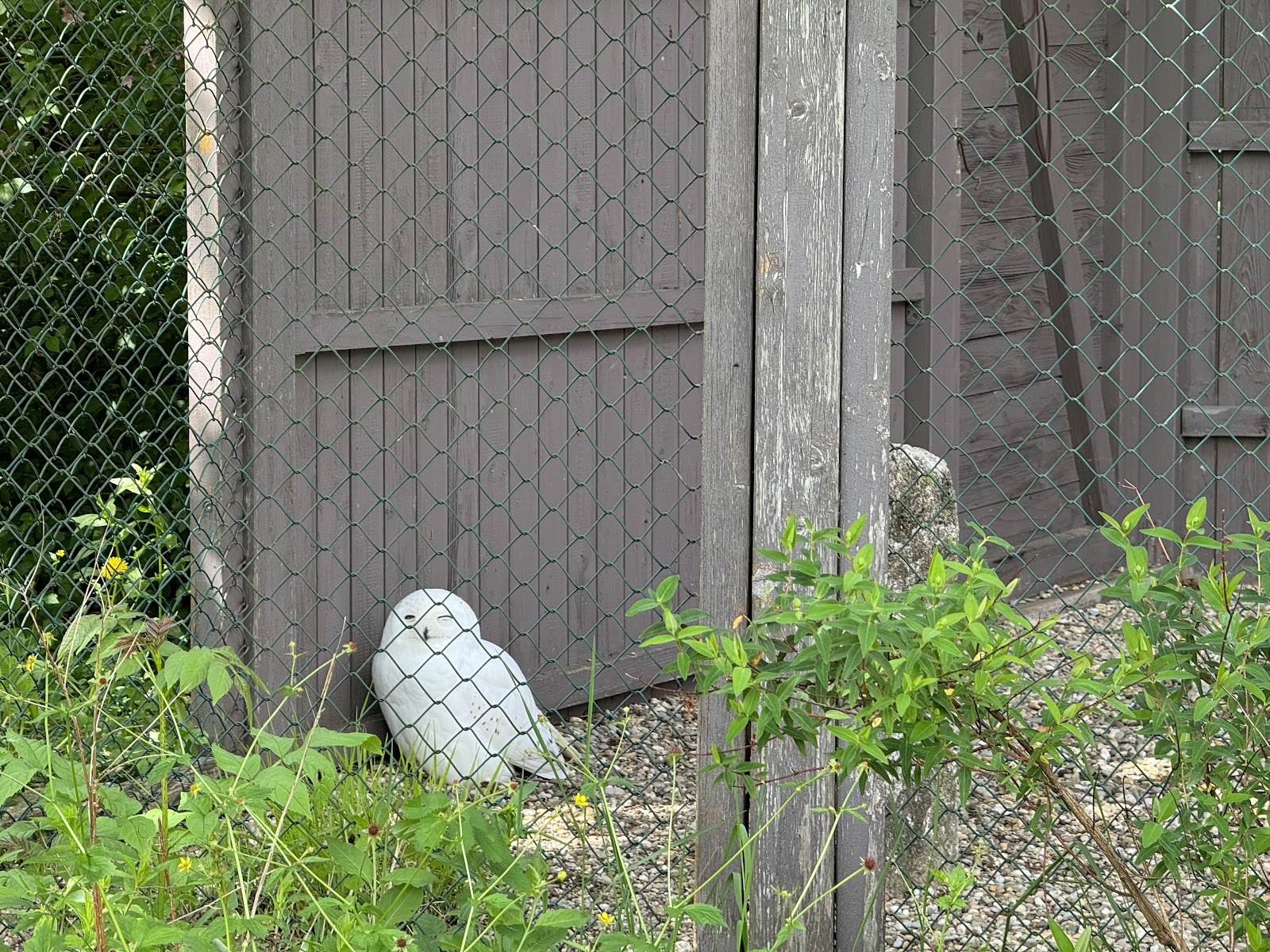 Greifvogelanlage Wüstenrot gGmbH