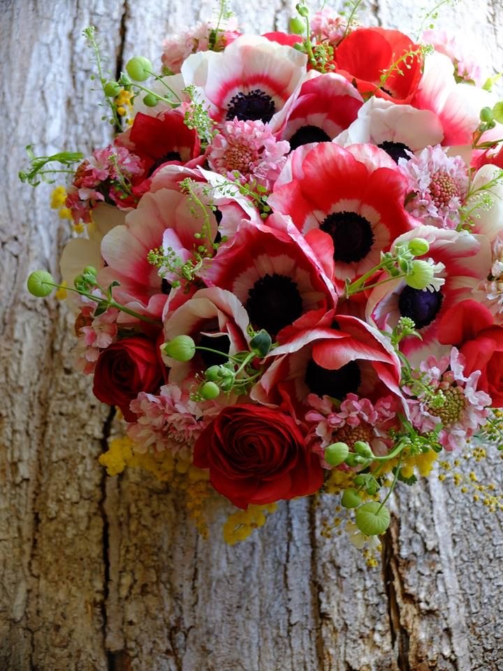 Babette Schumacher: Blumen, Garten & Wohnen