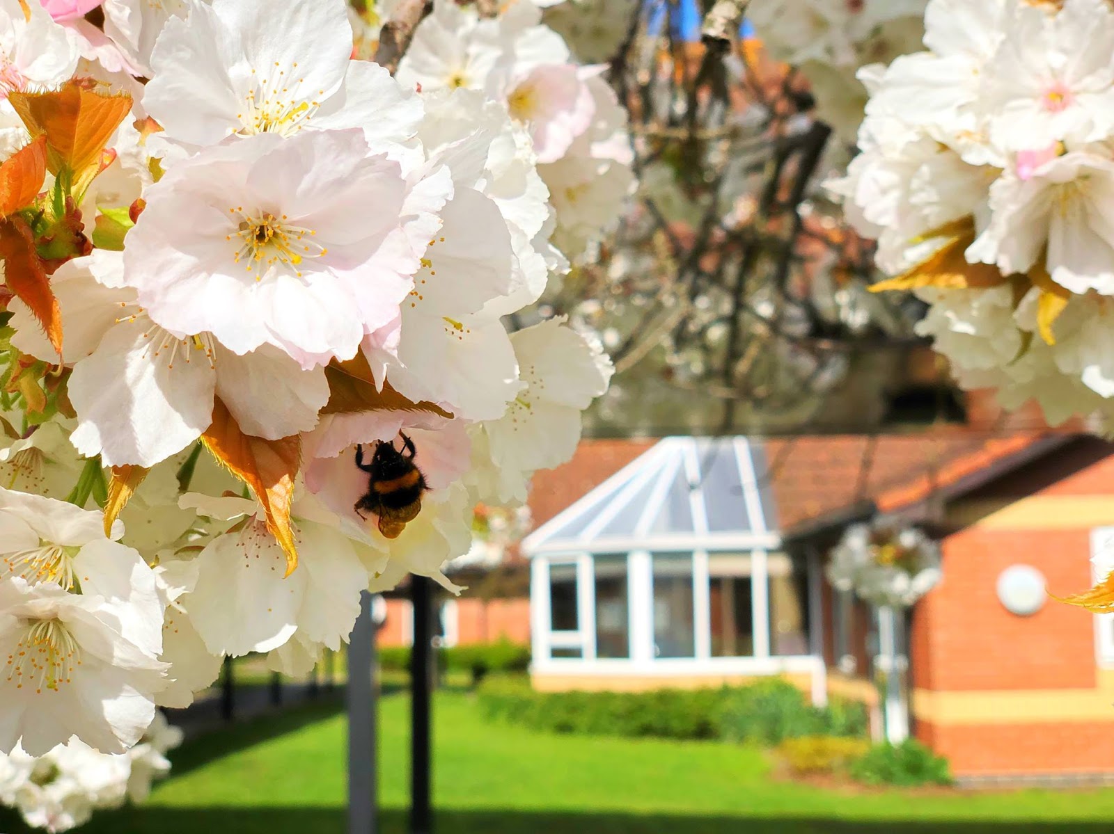 Avocet Court Care Home