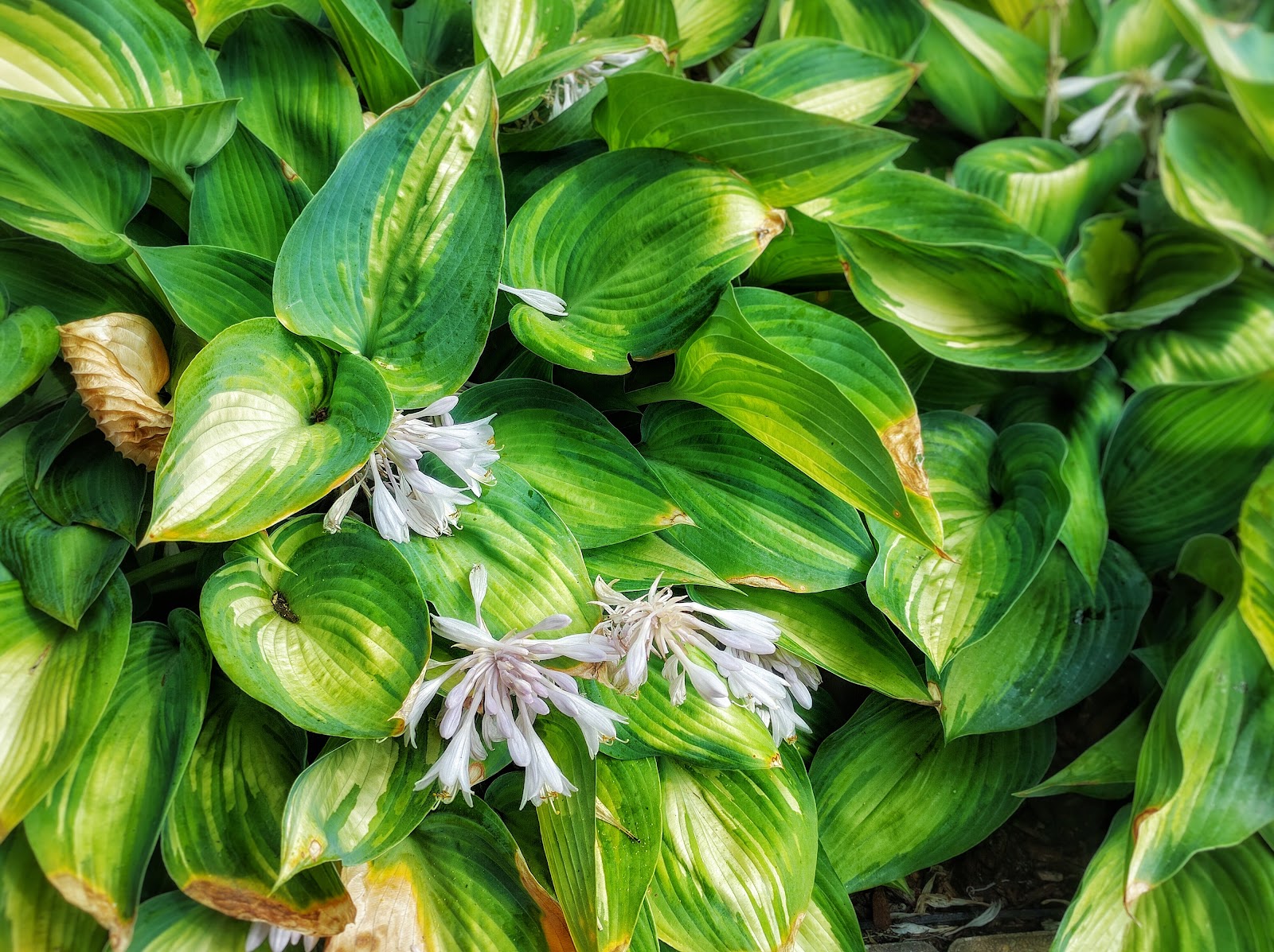 Prairie Oasis