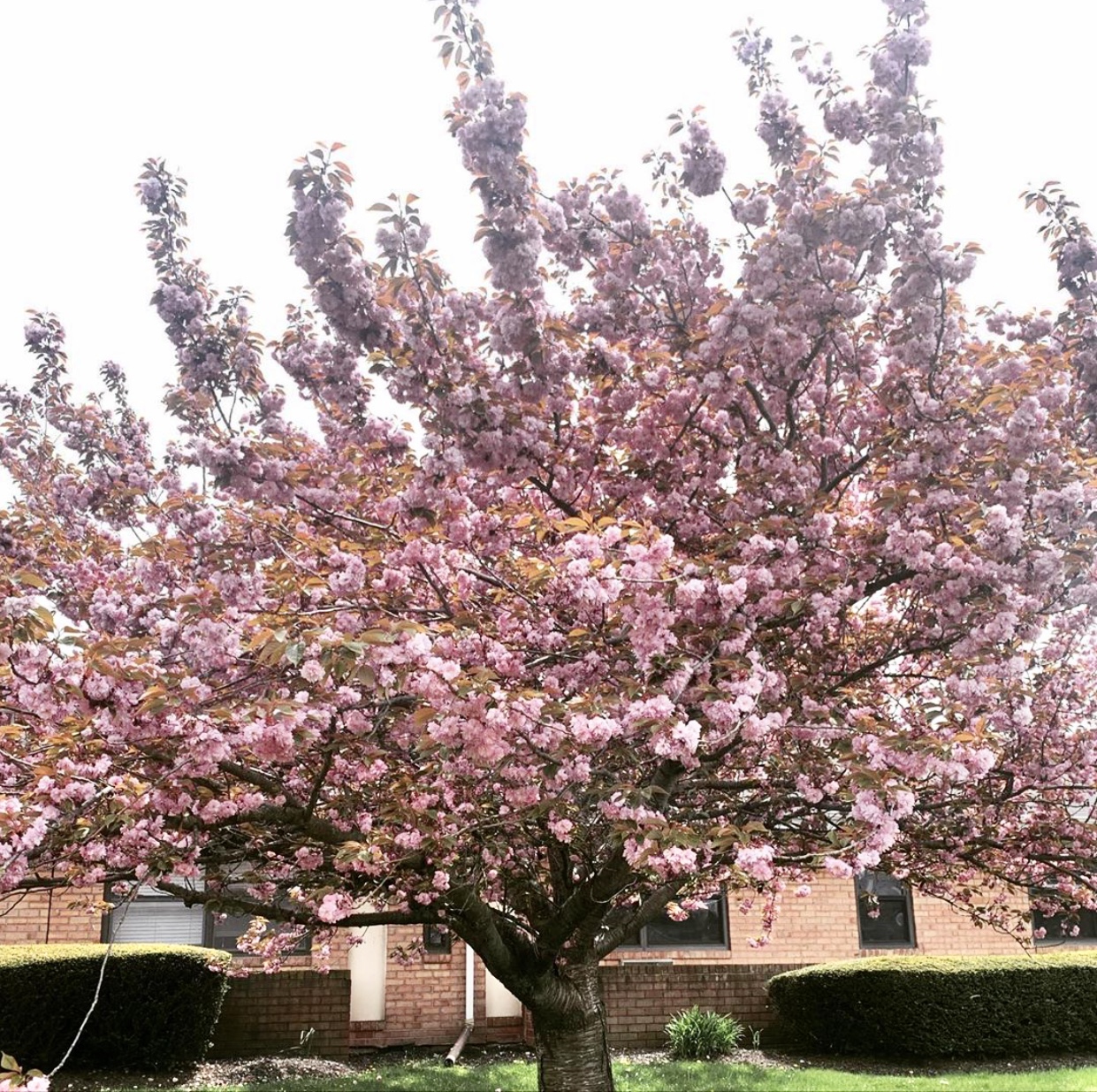Berkshire Nursing & Rehabilitation Center