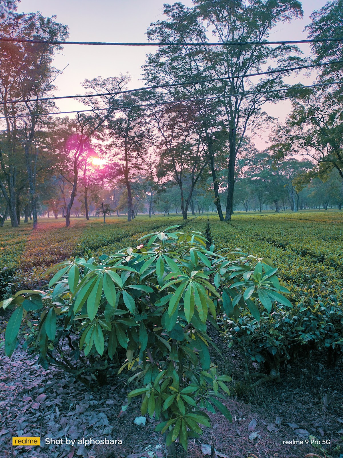 Birpara Tea Garden Factory