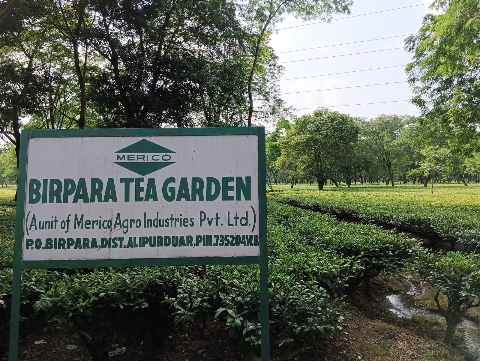 Birpara Tea Garden Factory