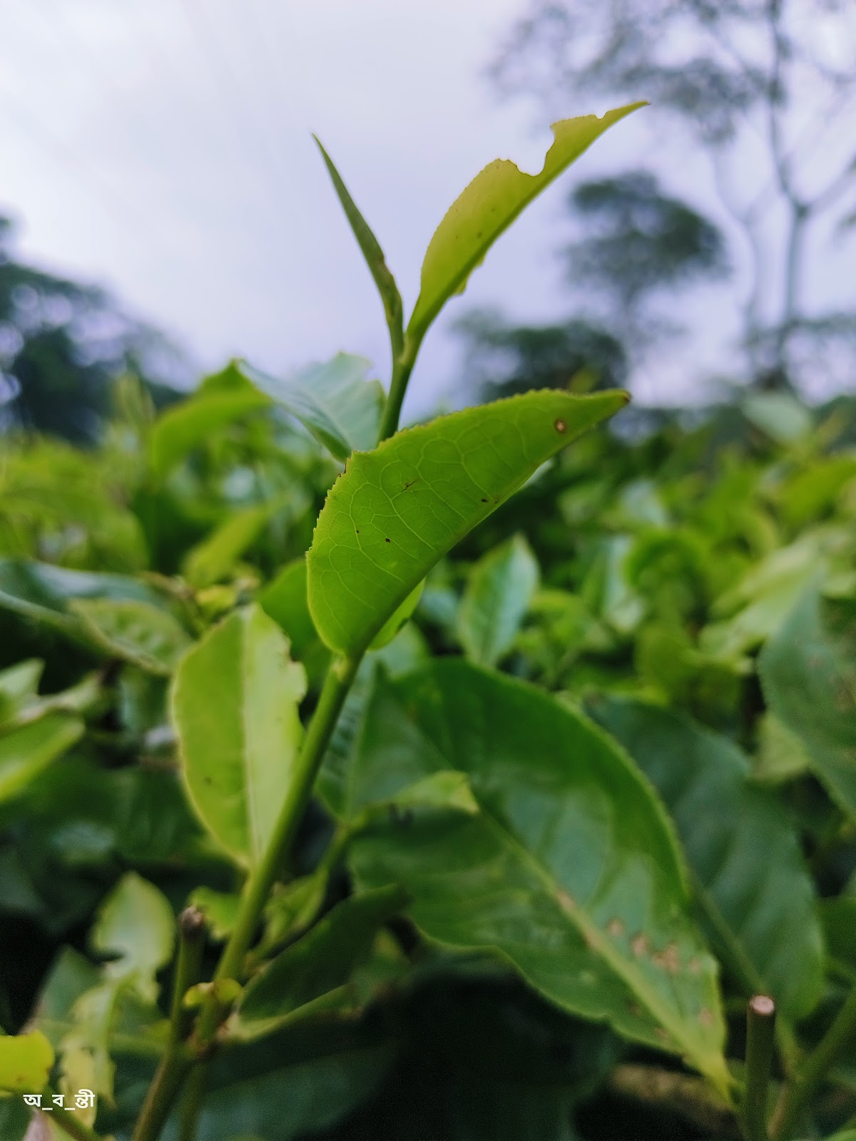 Birpara Tea Garden Factory