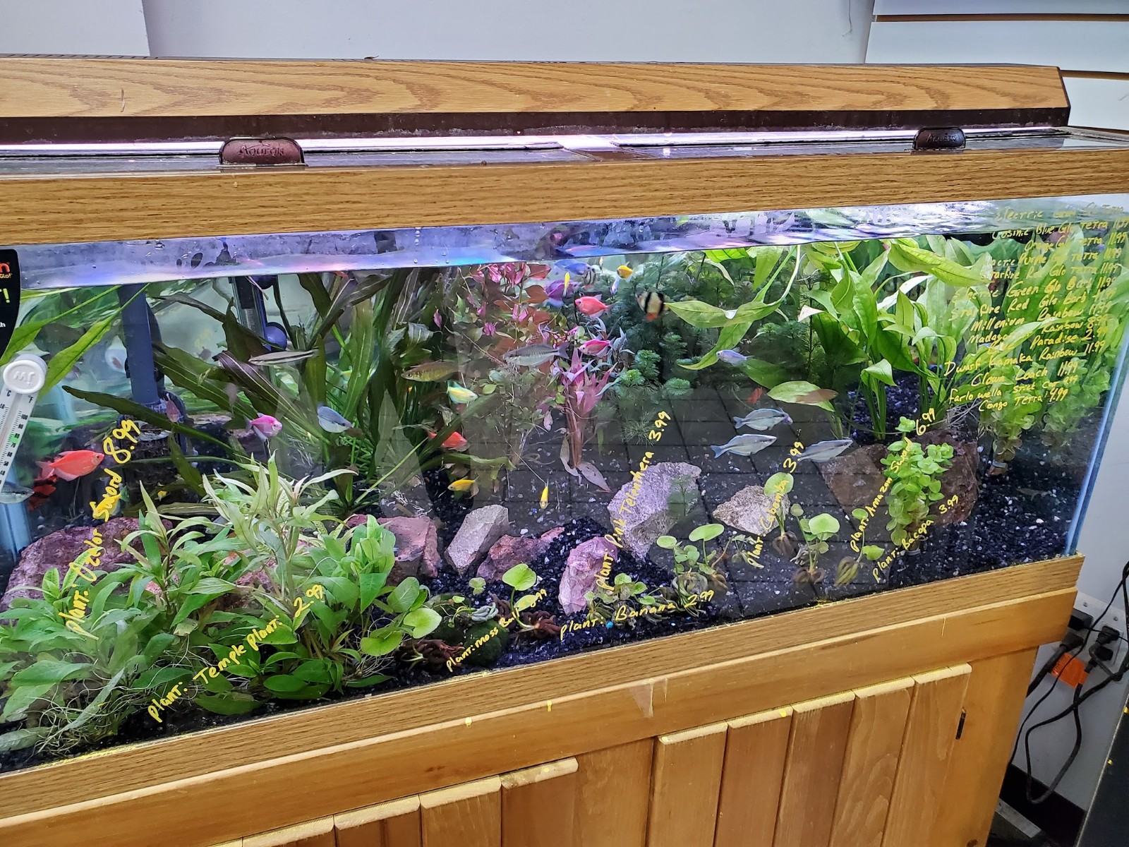 Centreville Aquarium