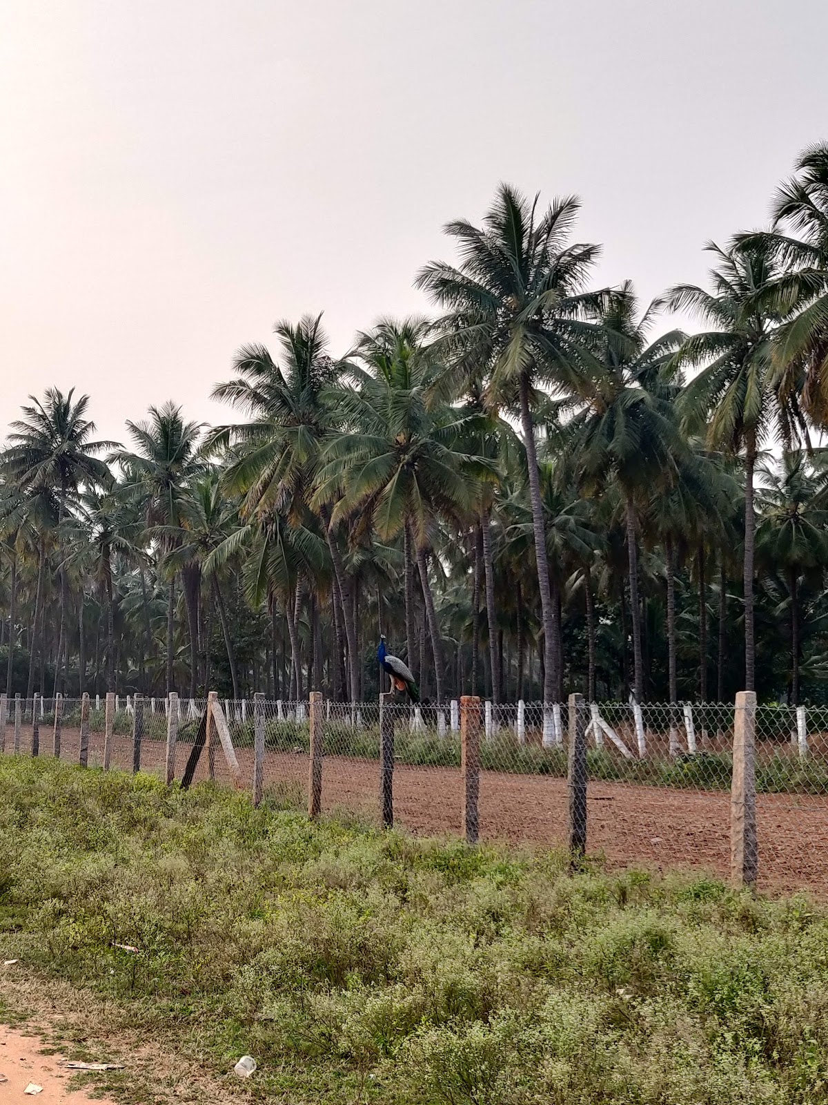 Ananyas Nana Nani Homes Phase 3