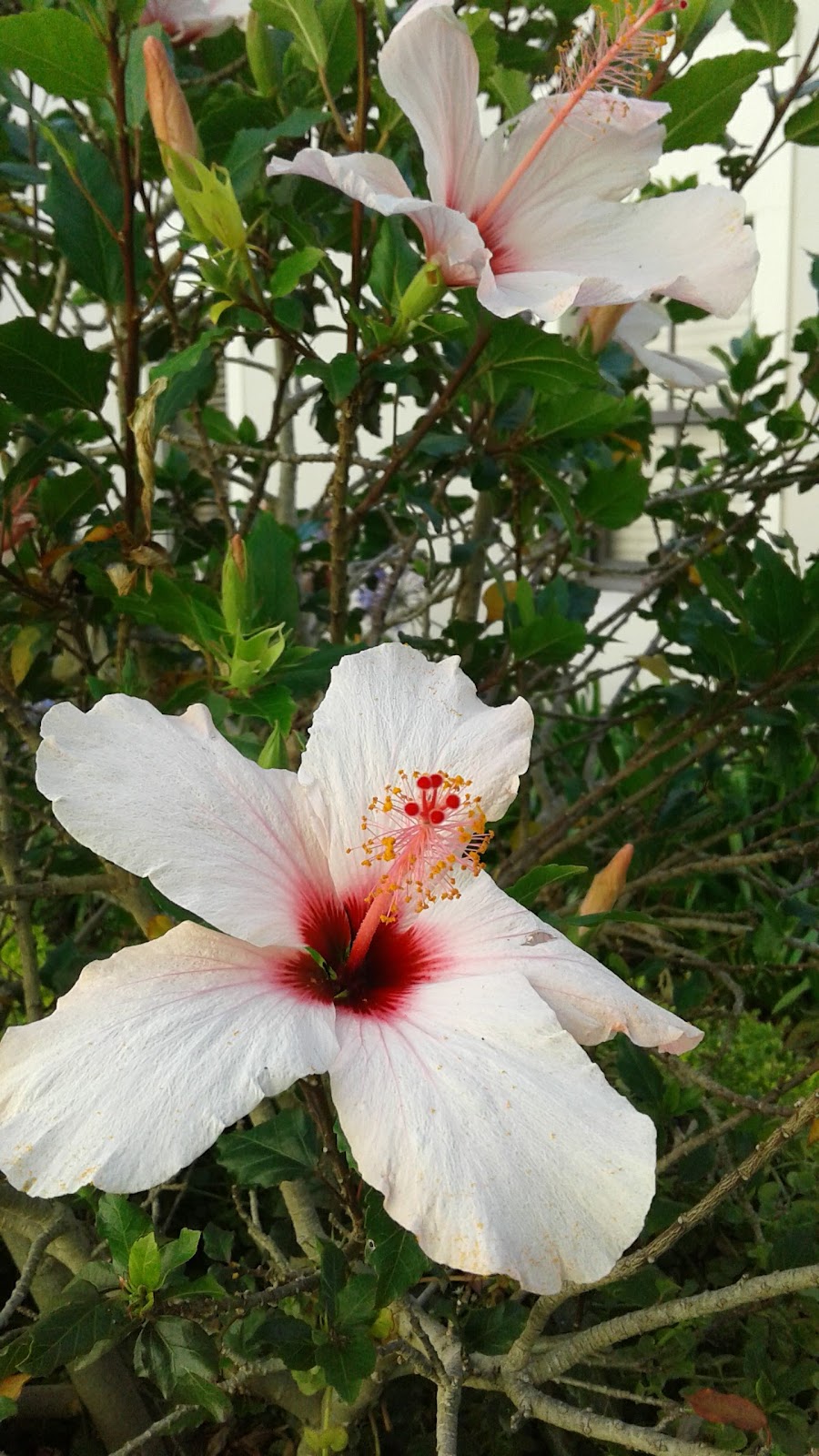 La Clémence Retirement Village