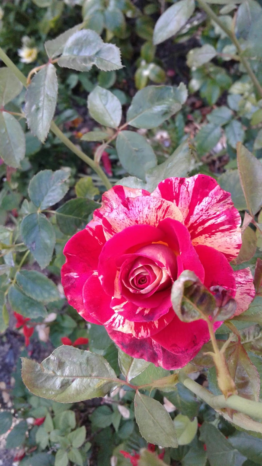 La Clémence Retirement Village