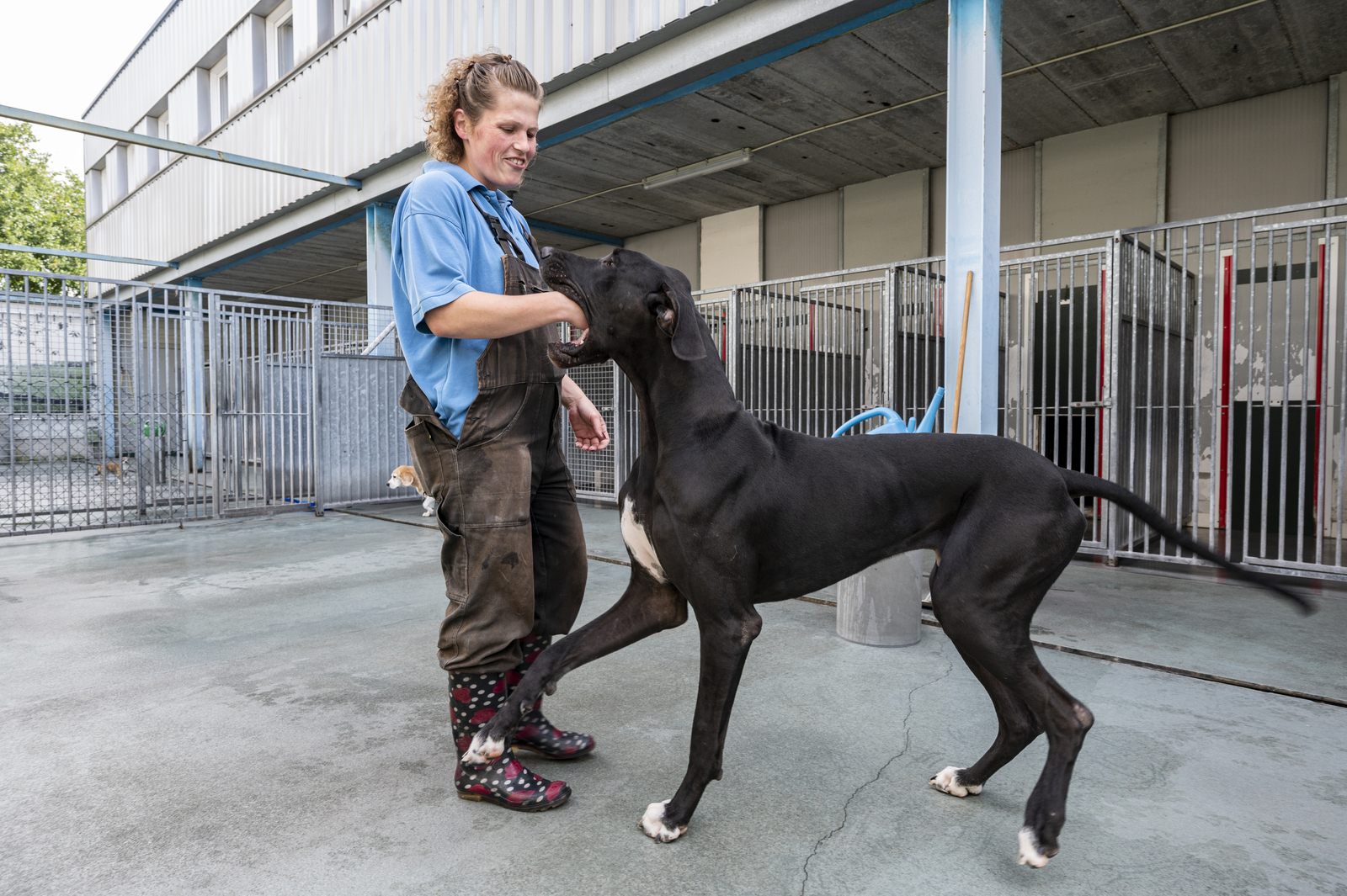 Dierenverzorgingscentrum "NO Kwadrant Sliedrecht"