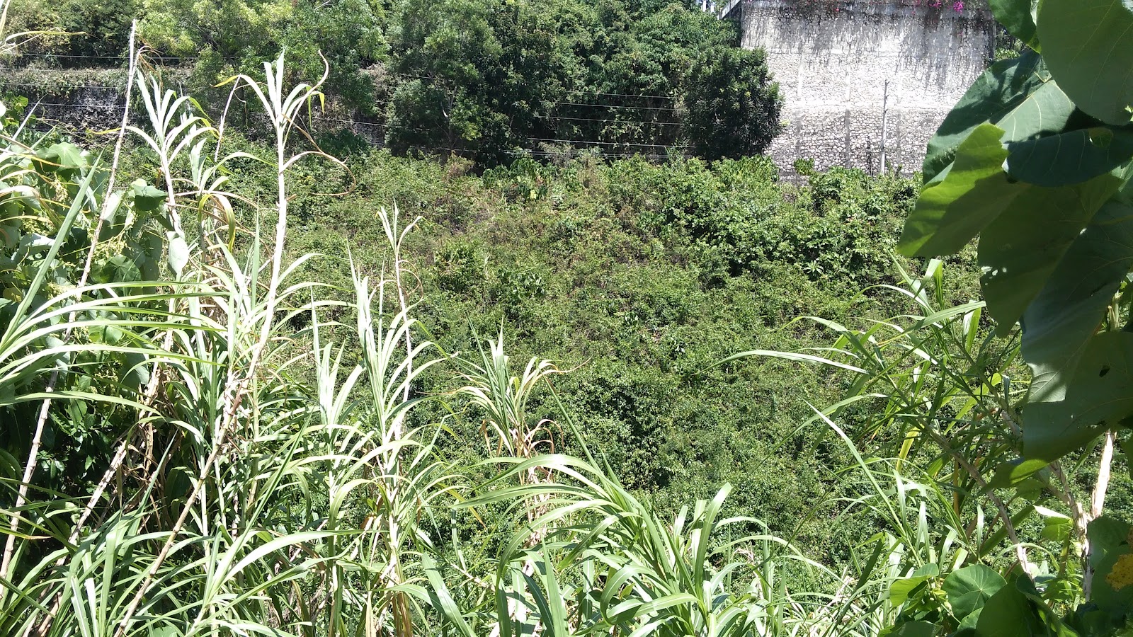 Vista Grande