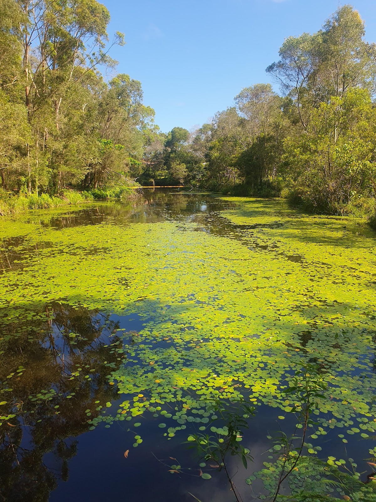 Hibiscus Buderim Meadows