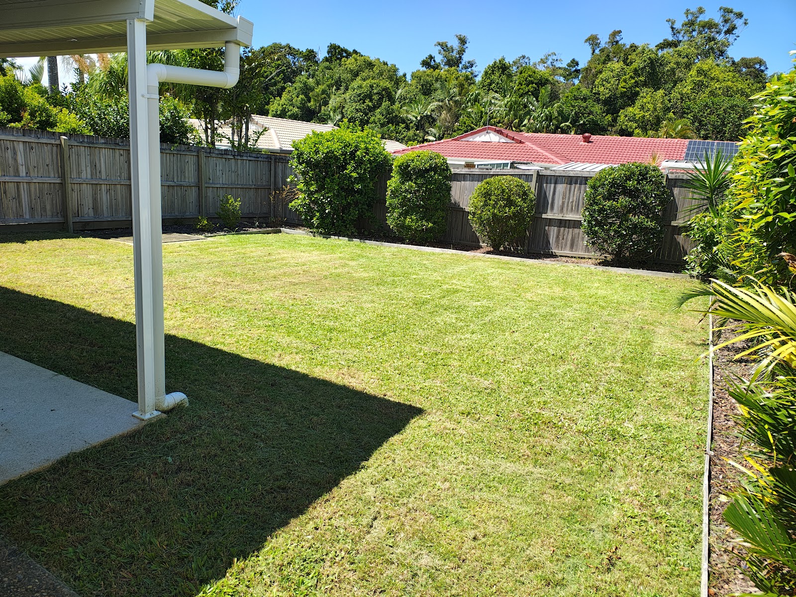 Hibiscus Buderim Meadows