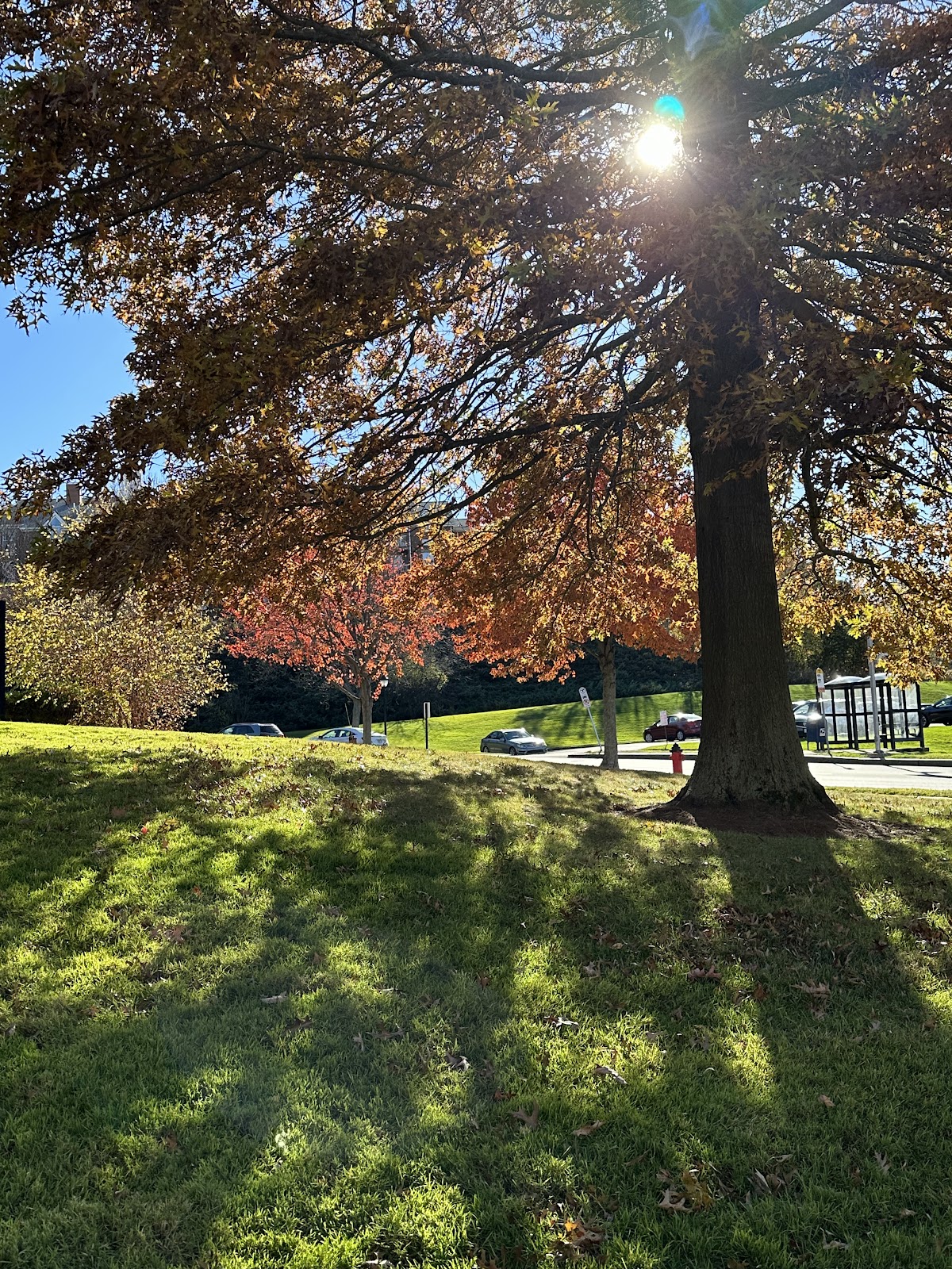 Cohen Florence Levine Estates