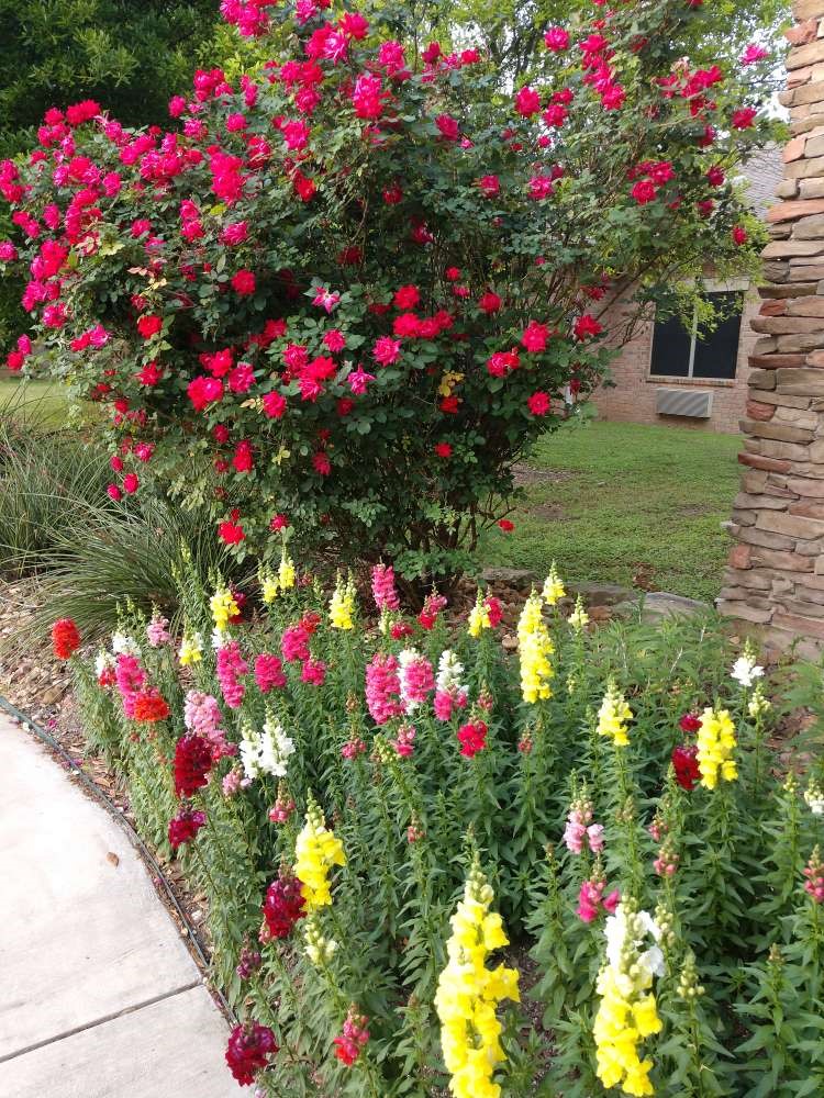 Silver Tree Nursing and Rehabilitation