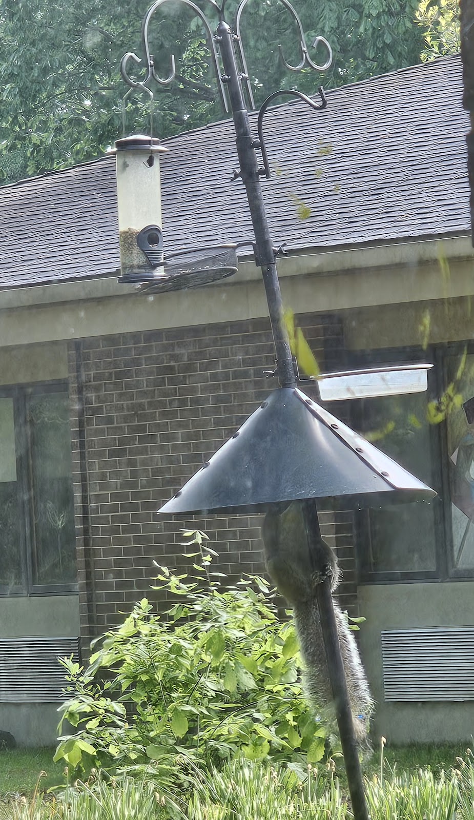 Northern Cardinal Rehabilitation and Nursing