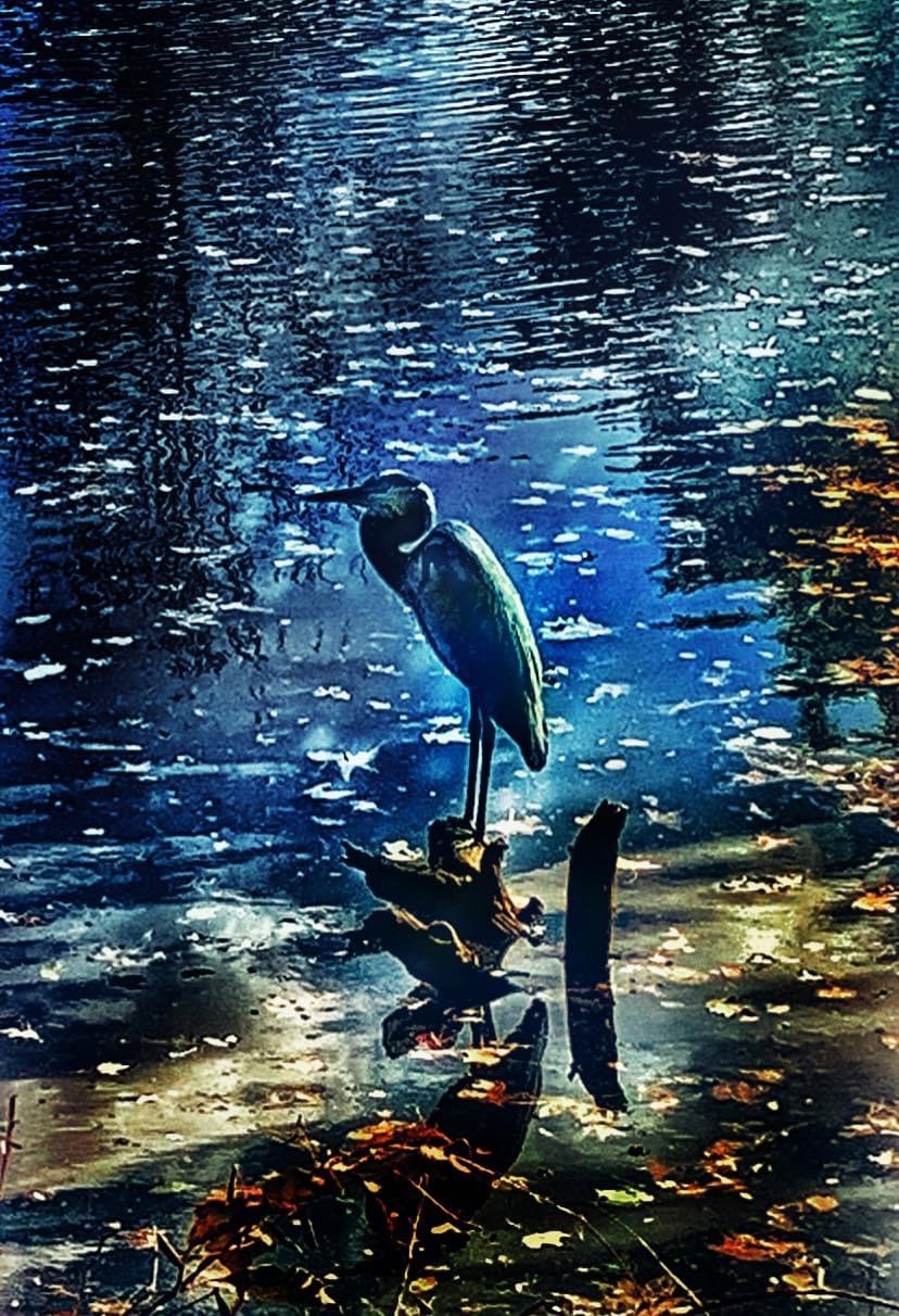 Brookdale Echelon Lake