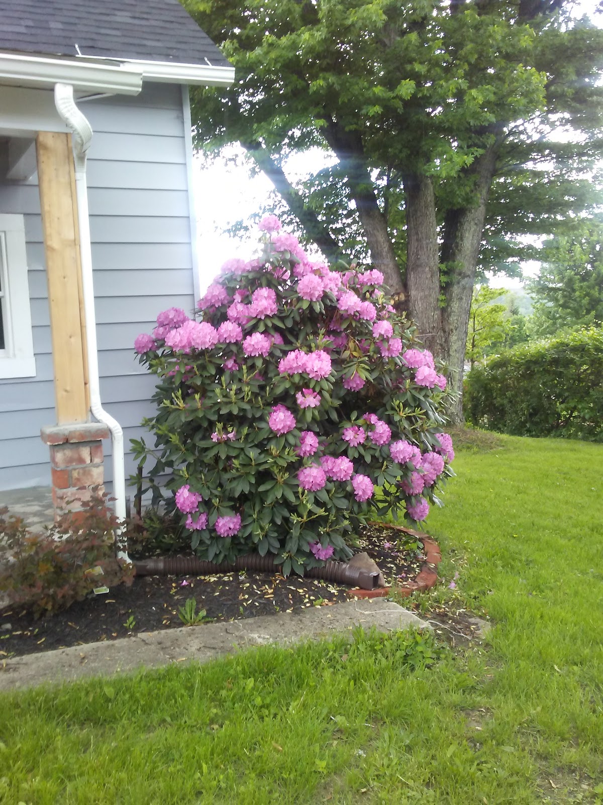 Marjorie Gardens