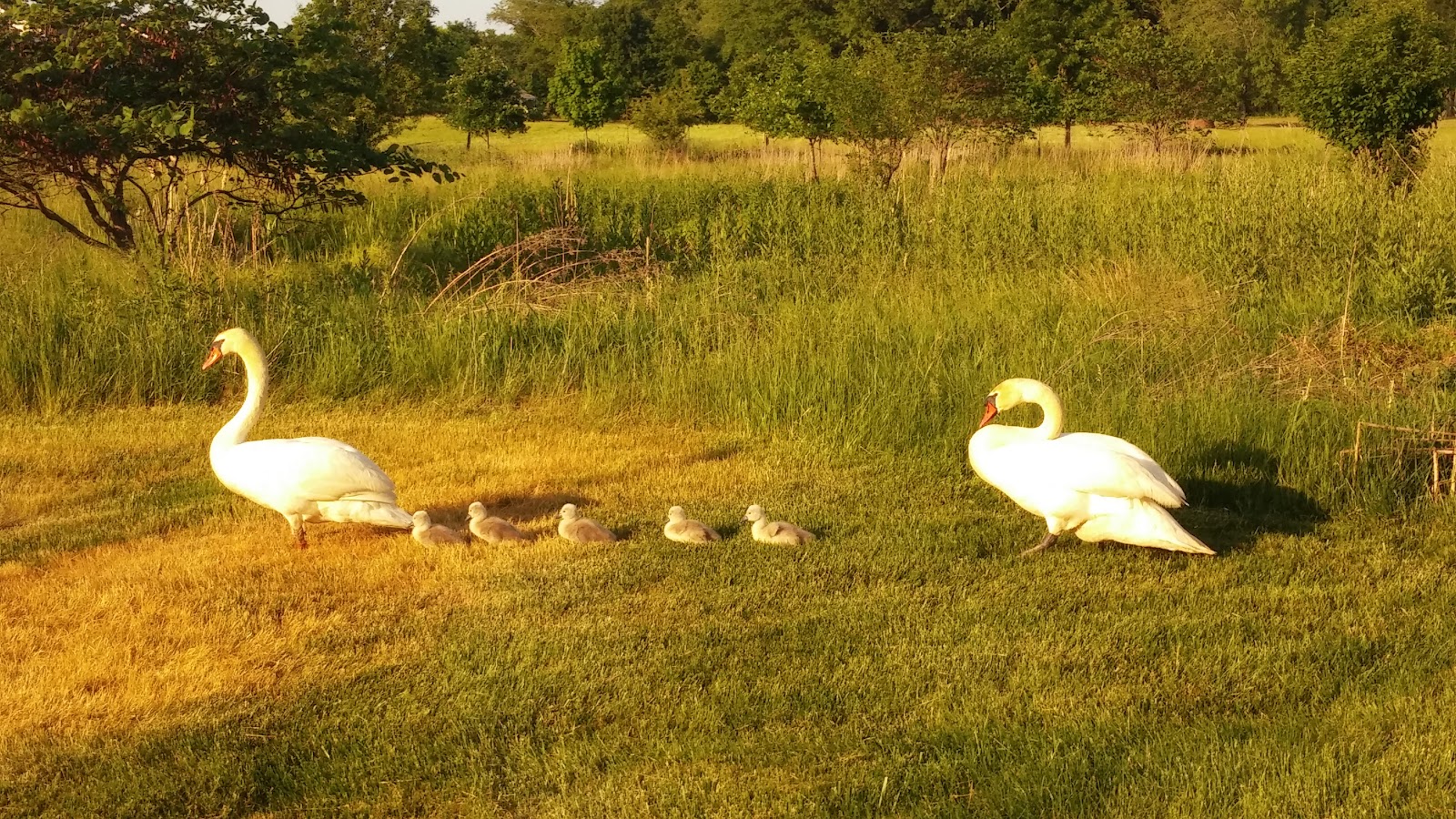 Traditions At Longwood Inc