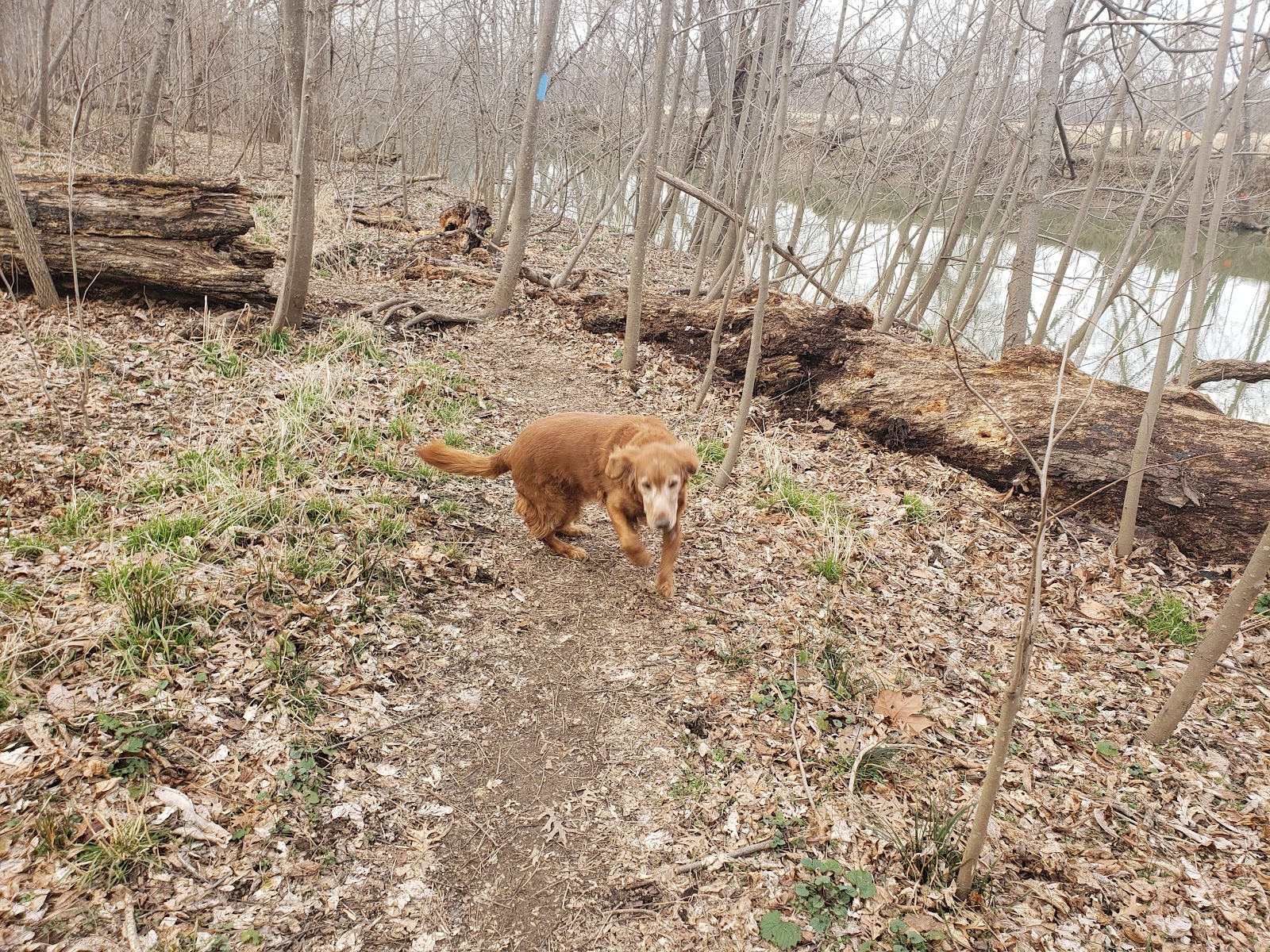 Lansdowne Woods of Virginia