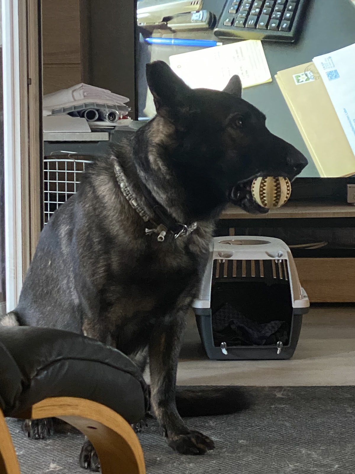 Hundeferienheim am Rhein