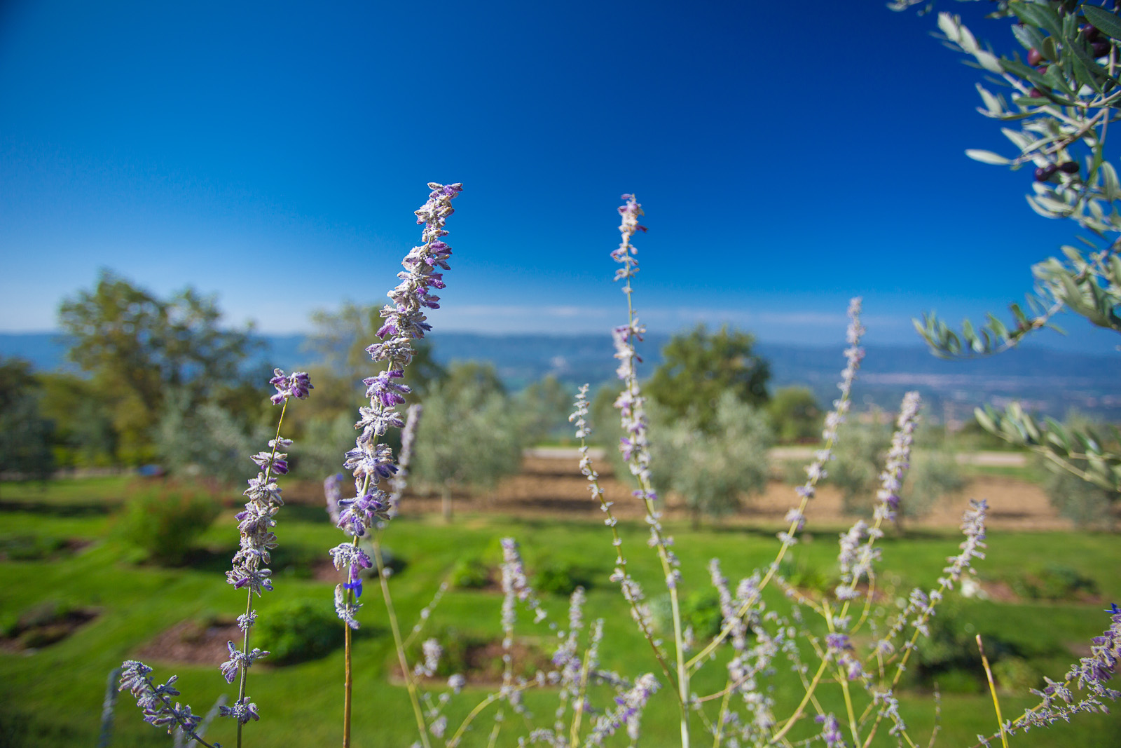 Odina Agriturismo