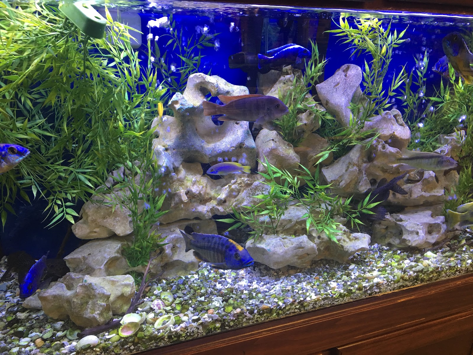 Congressional Aquarium