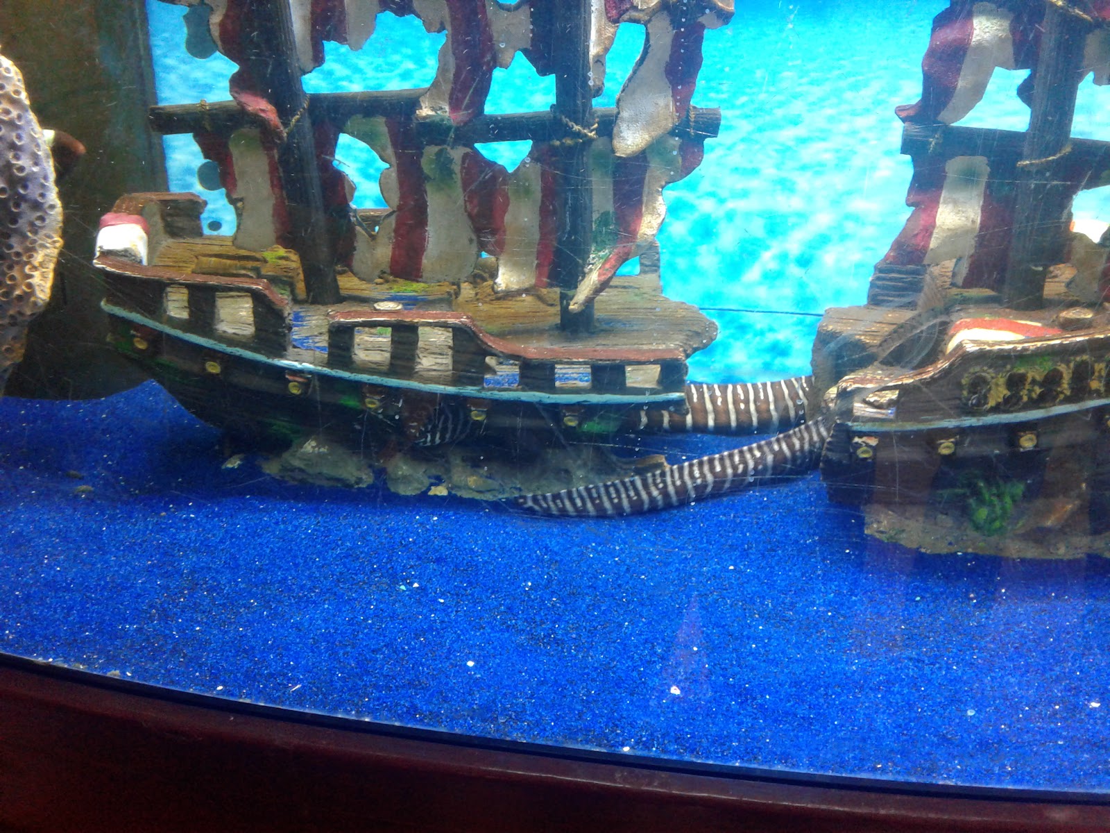 Congressional Aquarium