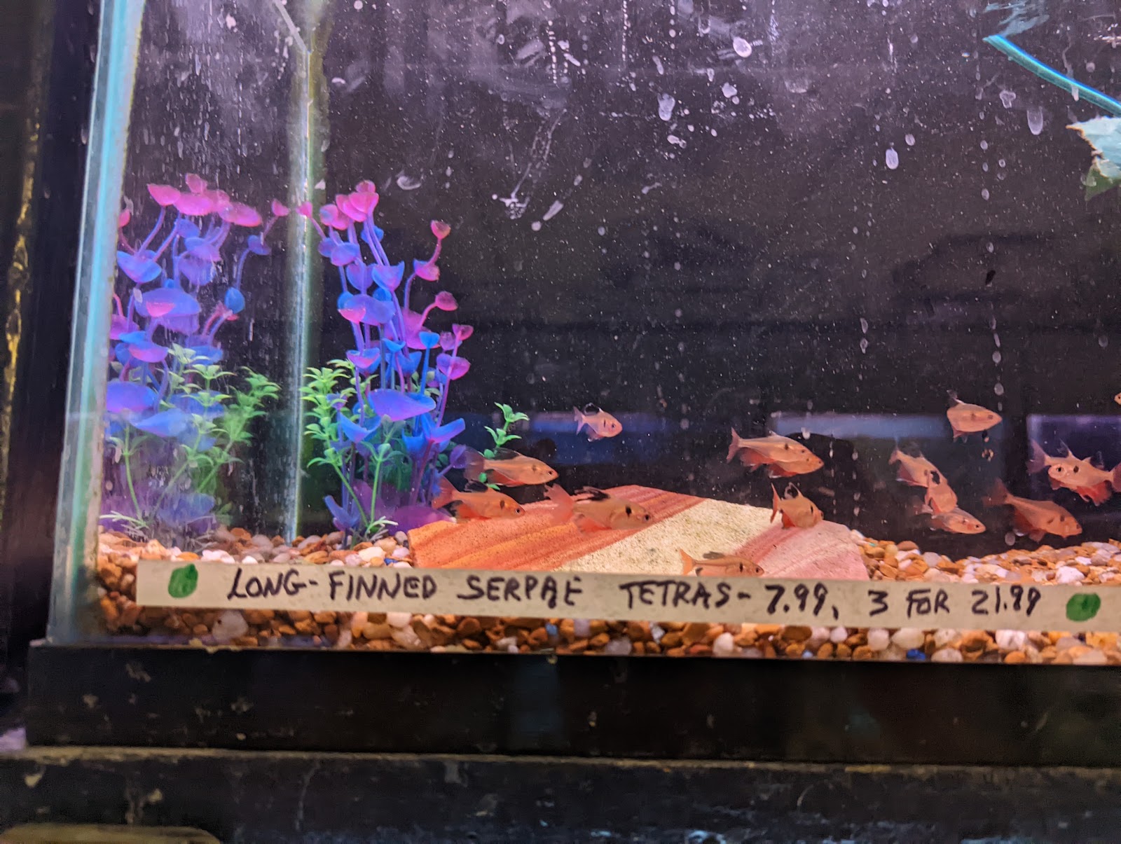 Congressional Aquarium
