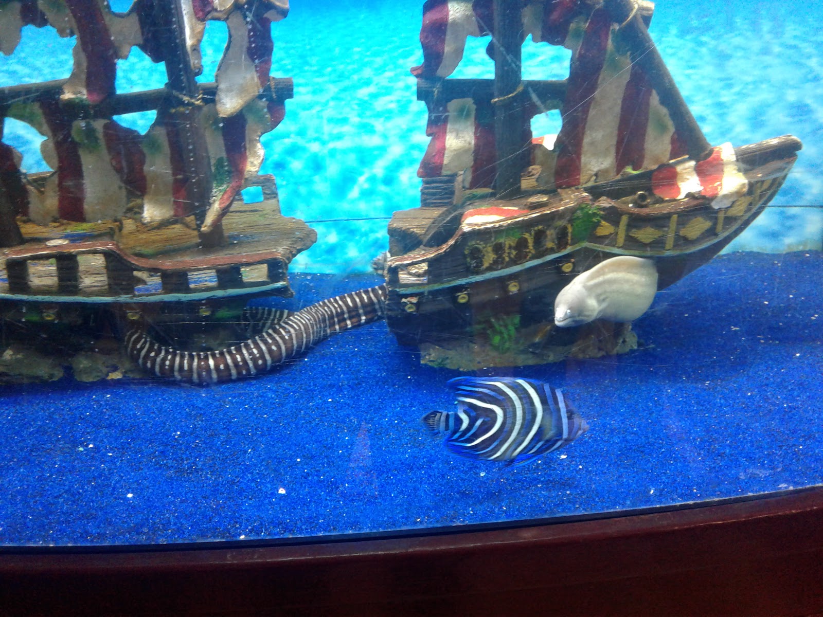 Congressional Aquarium