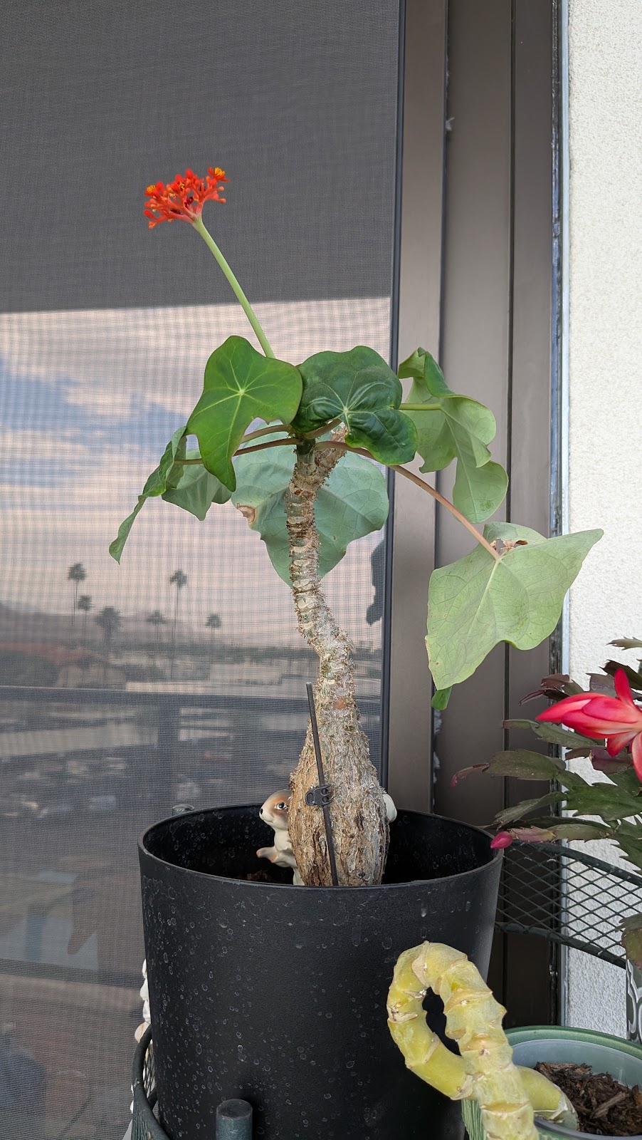 Living Out Palm Springs