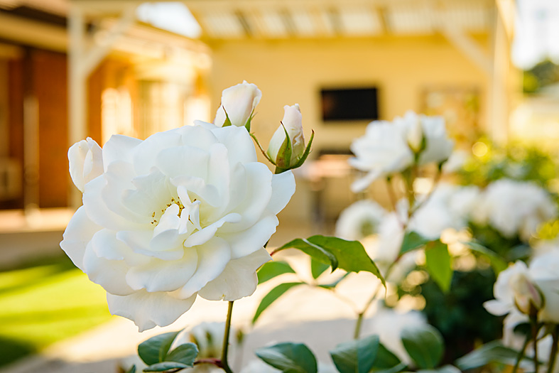 Infinite Aged Care - Rose Court